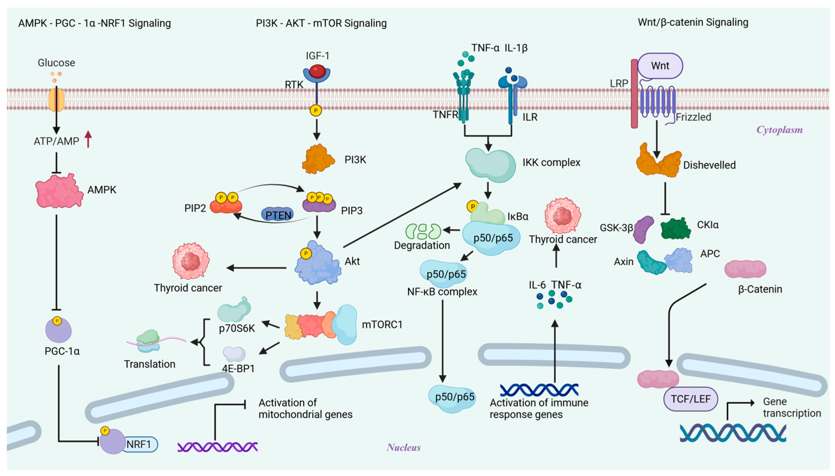 Biomolecules 15 01292 g004 Biomolecules 15 01292 g004
