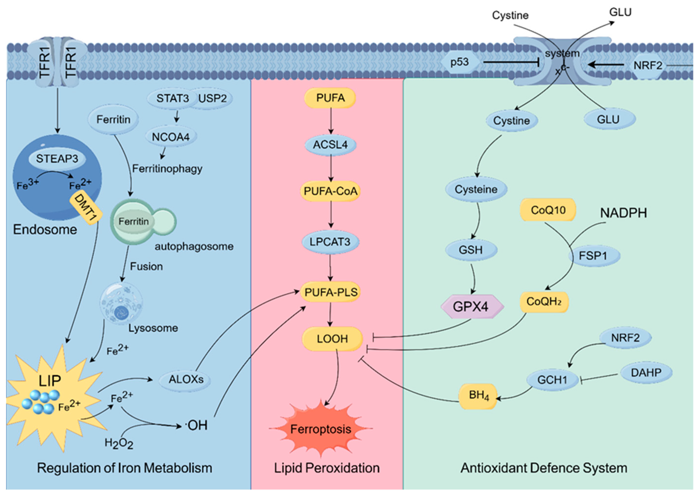 Biomolecules 15 01308 g001 Biomolecules 15 01308 g001