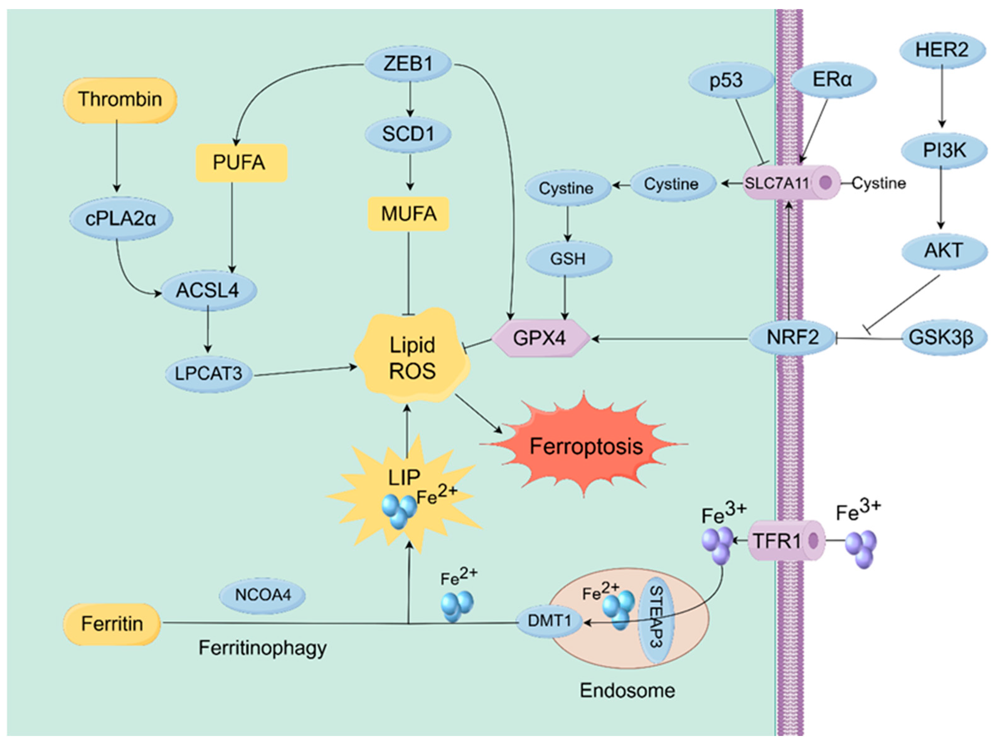 Biomolecules 15 01308 g002 Biomolecules 15 01308 g002