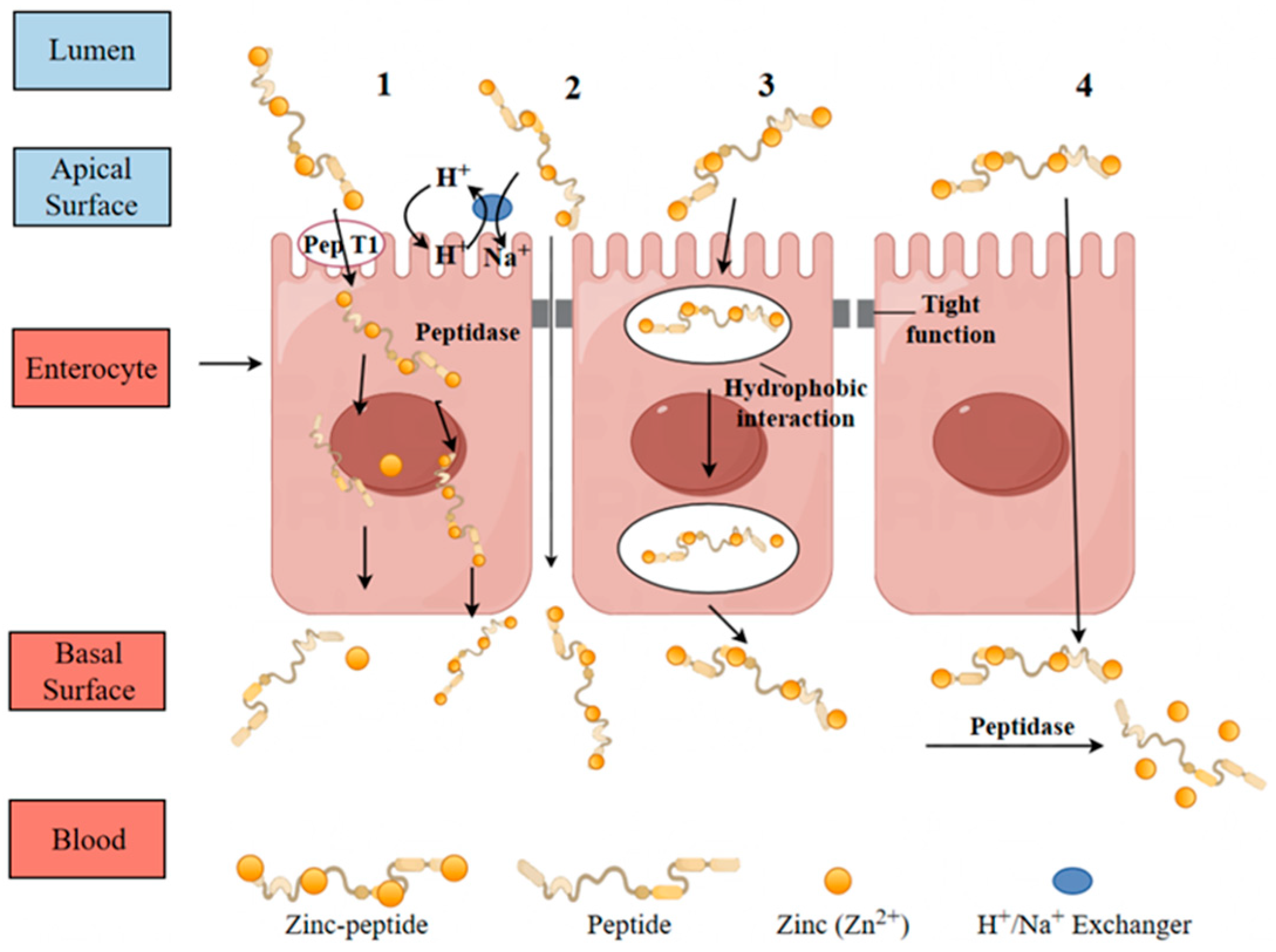 Biomolecules 15 01311 g005