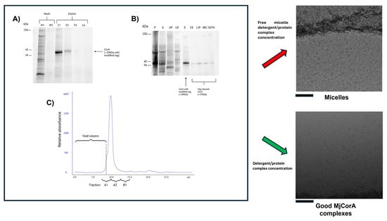 Biomolecules 15 01315 g002