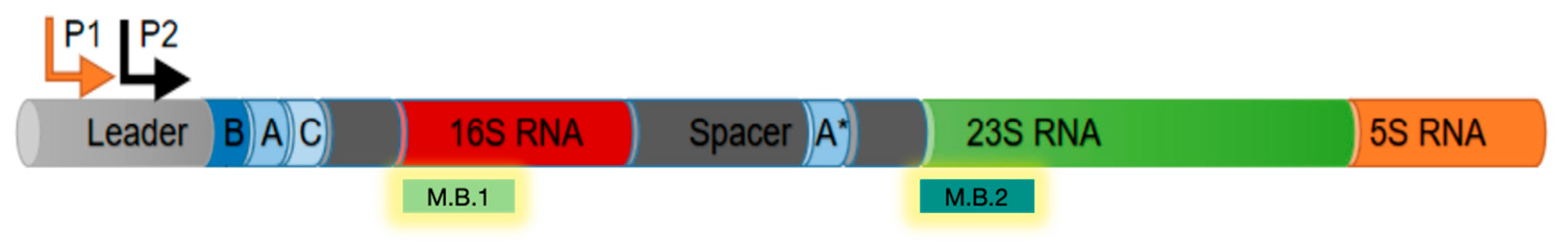 Biomolecules 15 01387 g001