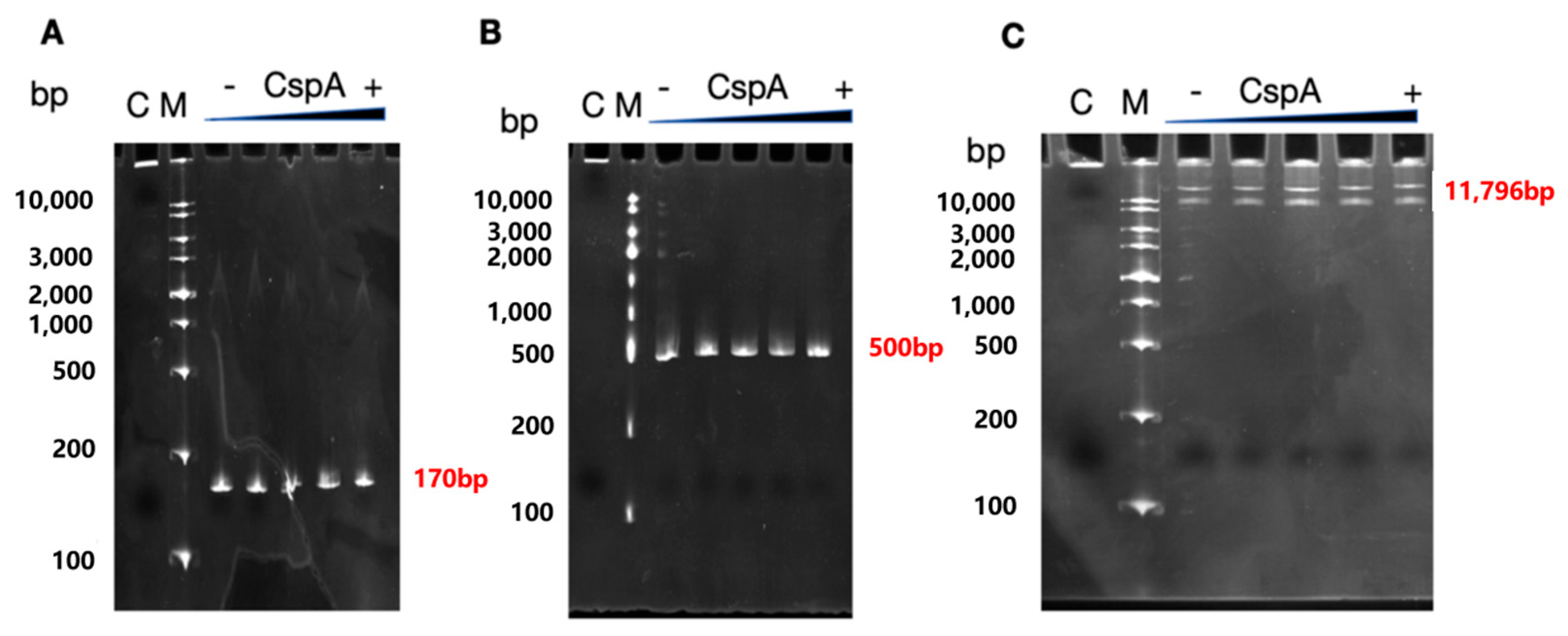 Biomolecules 15 01387 g007