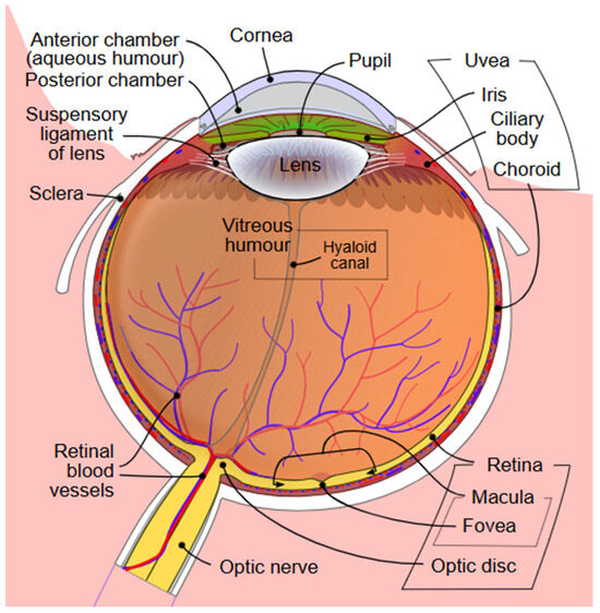 Biomolecules 15 01519 g001