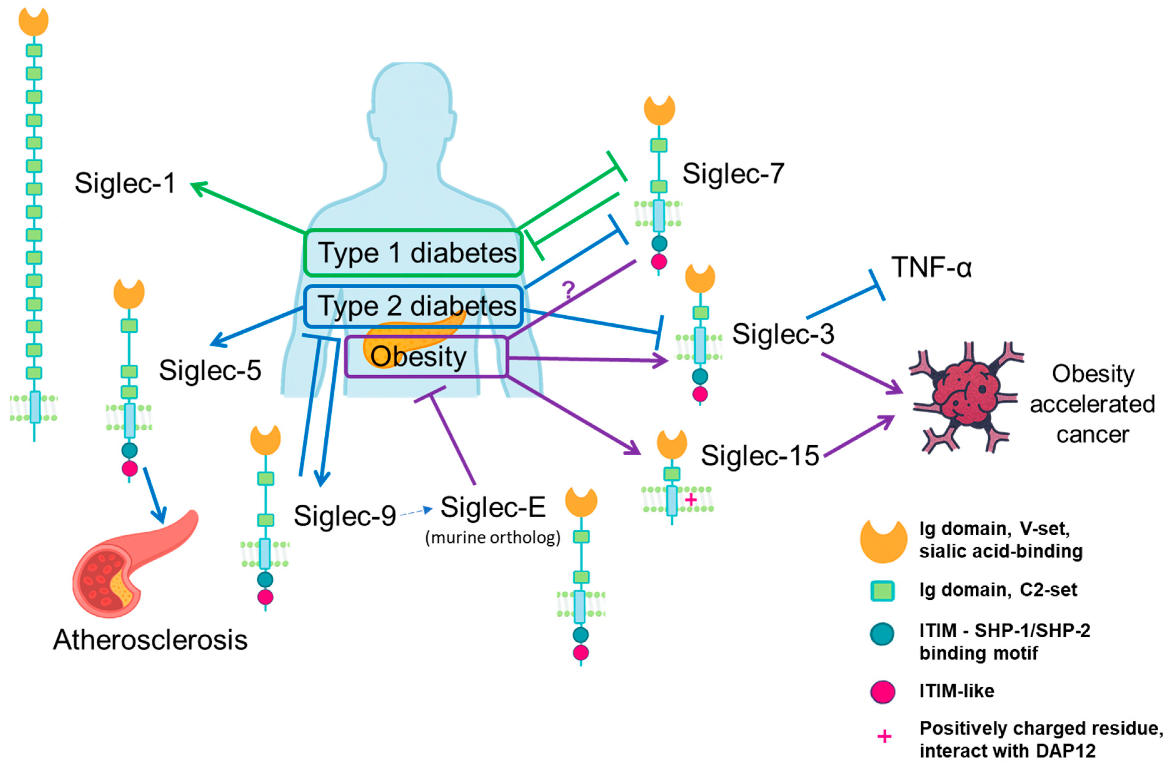 Biomolecules 15 01522 g004