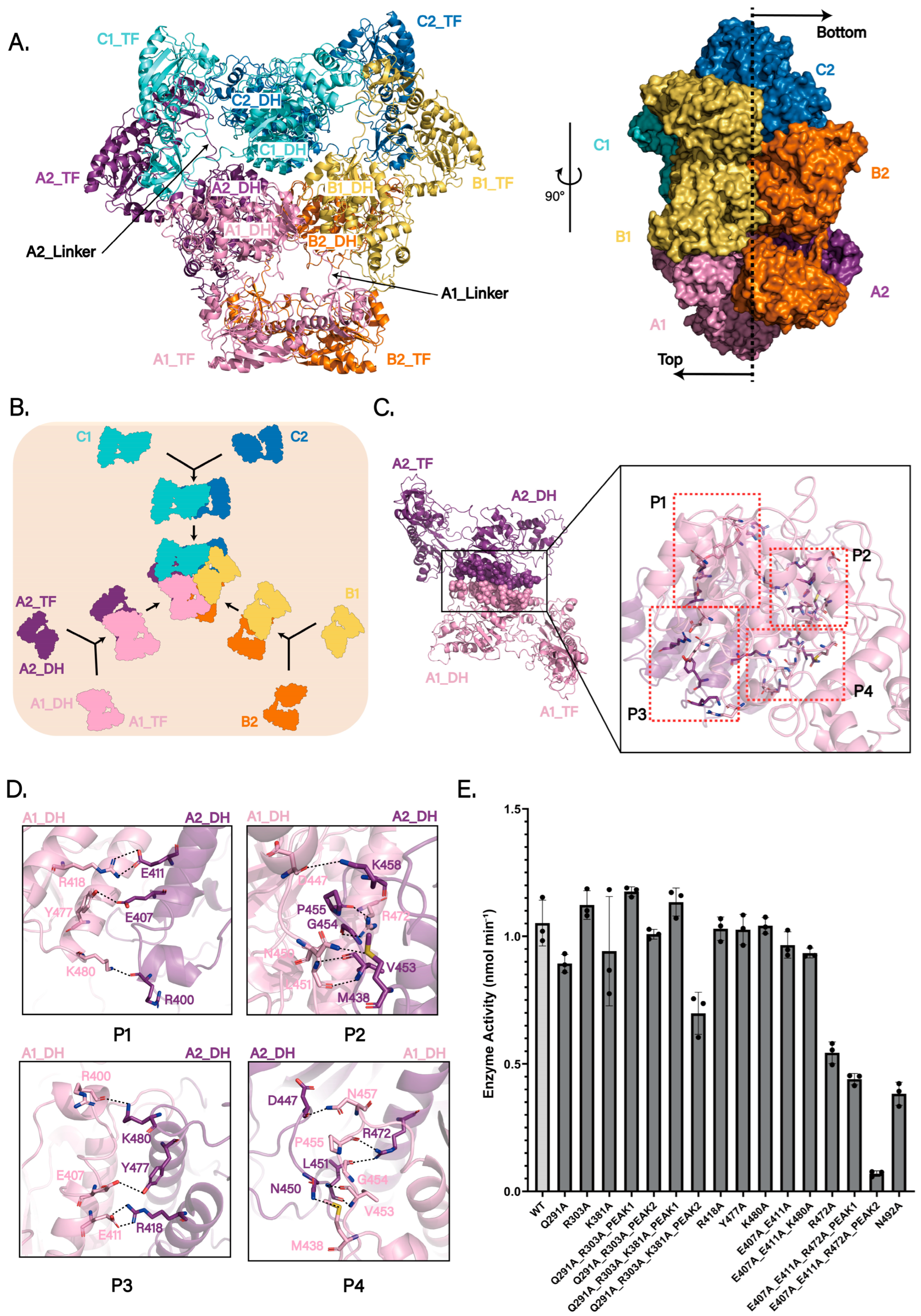 Biomolecules 15 01594 g002 Biomolecules 15 01594 g002