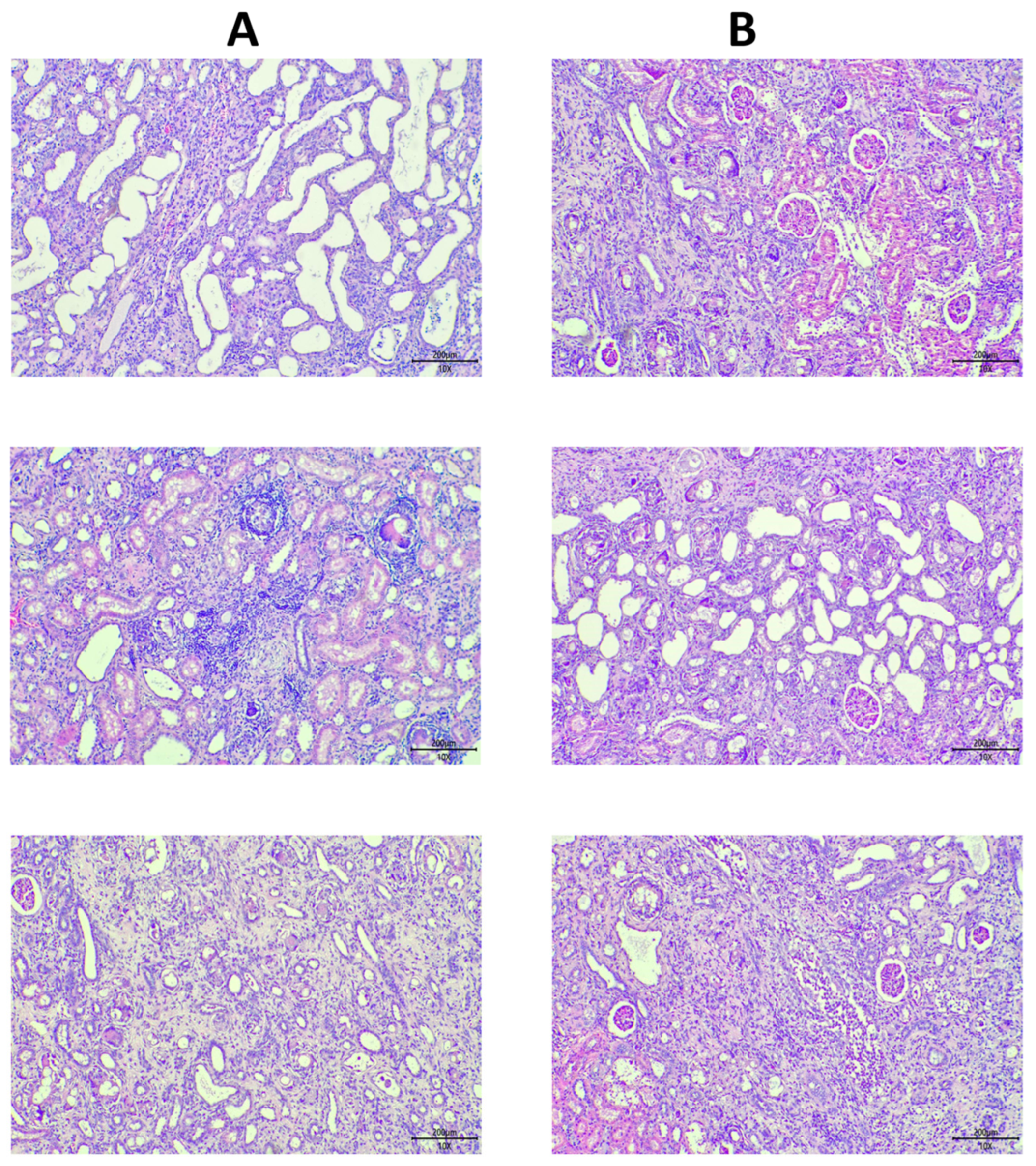 Biomolecules 15 01647 g007 Biomolecules 15 01647 g007