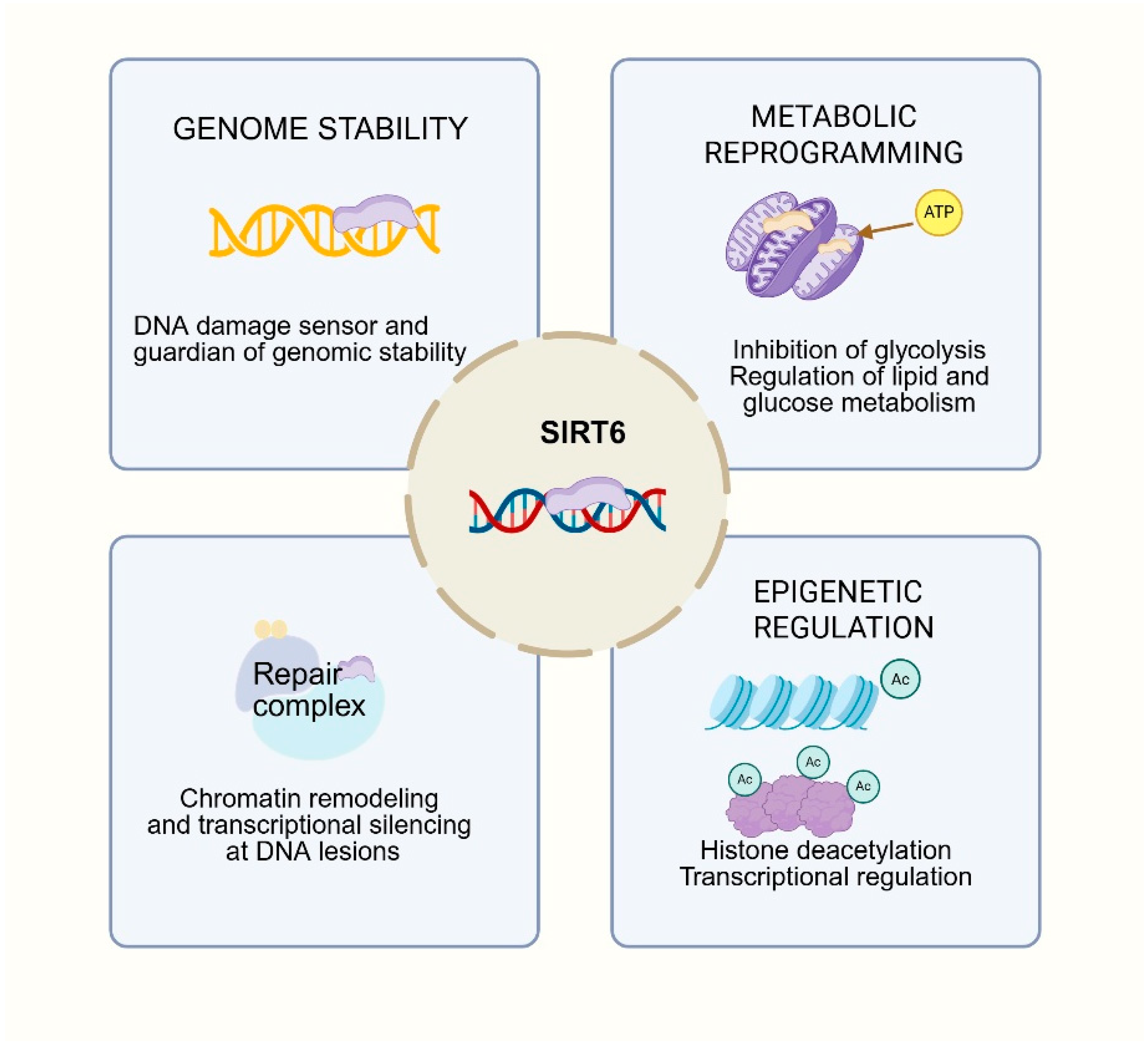 Binding Sensor SIRT6 in Cancer: Mechanistic Insights into Its Dual Roles in Cancer ...