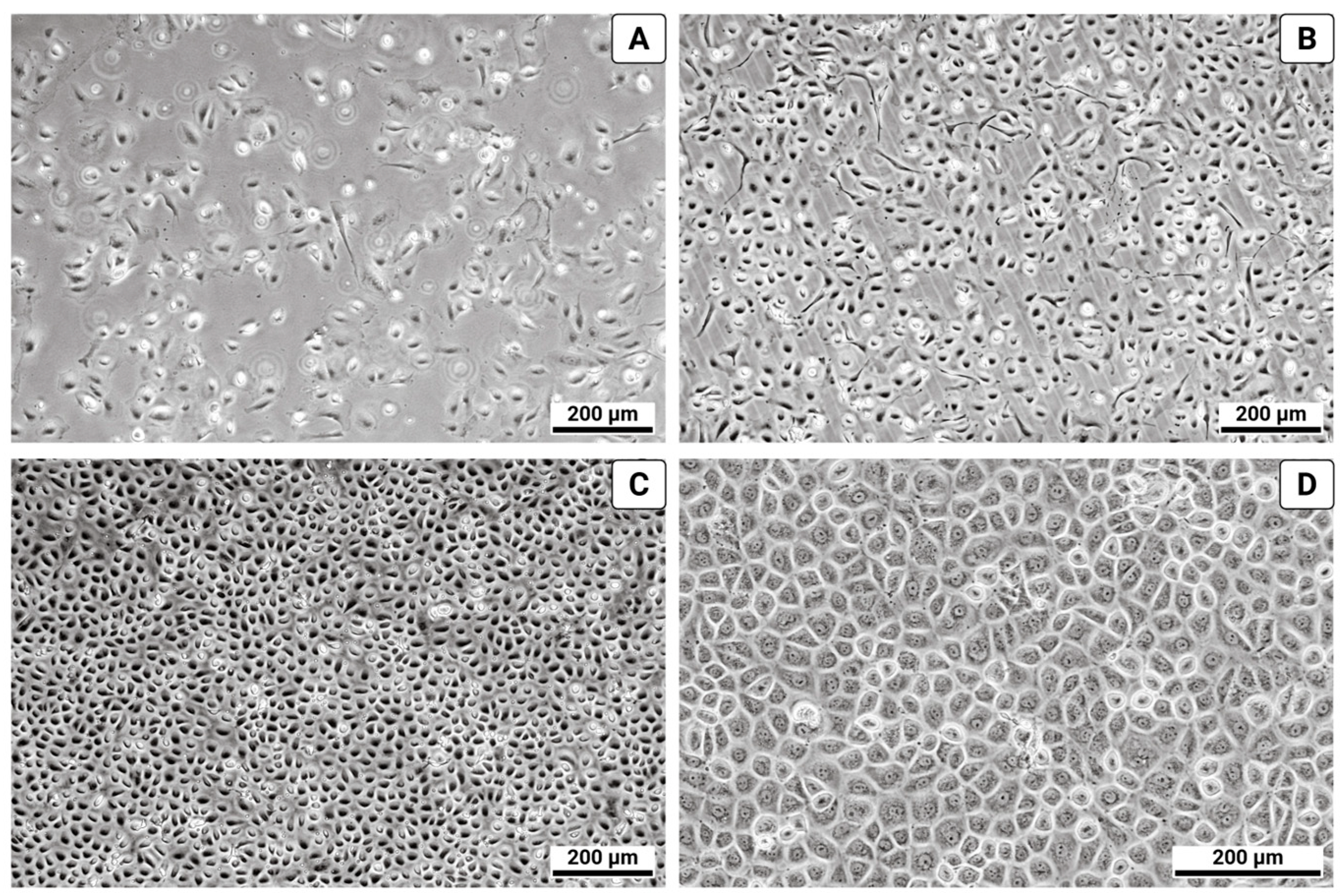 Biomolecules 15 01669 g001 Biomolecules 15 01669 g001
