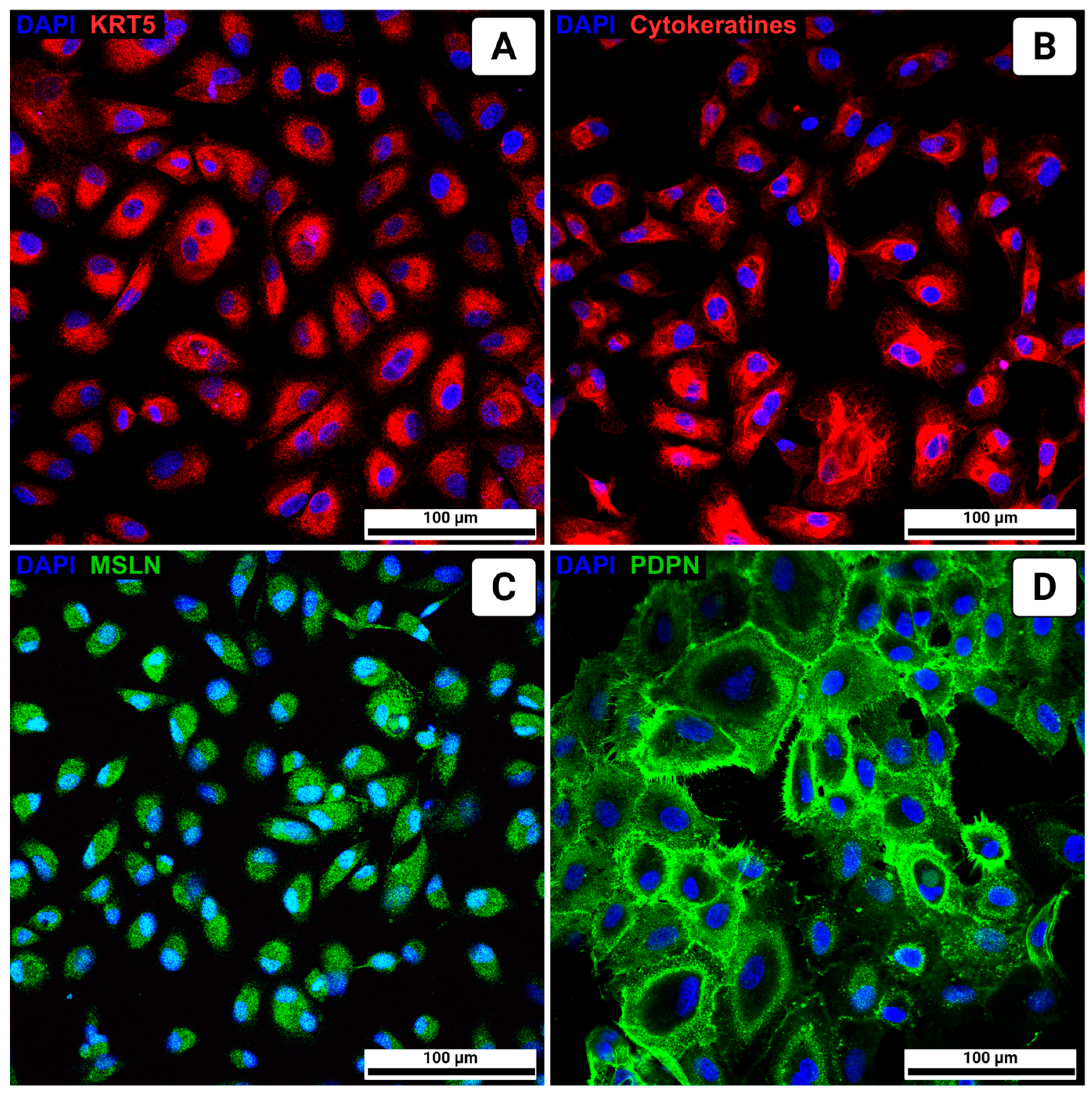 Biomolecules 15 01669 g002 Biomolecules 15 01669 g002