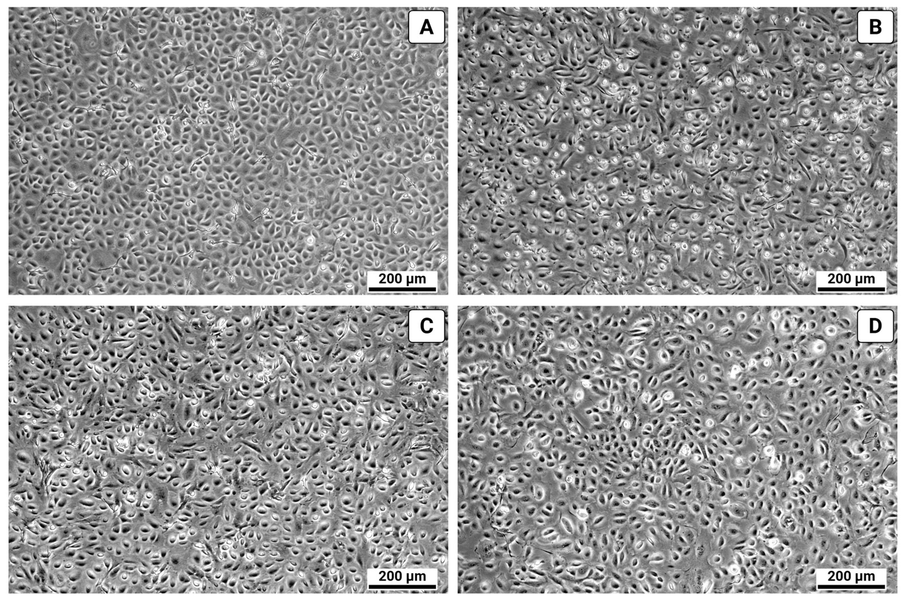 Biomolecules 15 01669 g005 Biomolecules 15 01669 g005