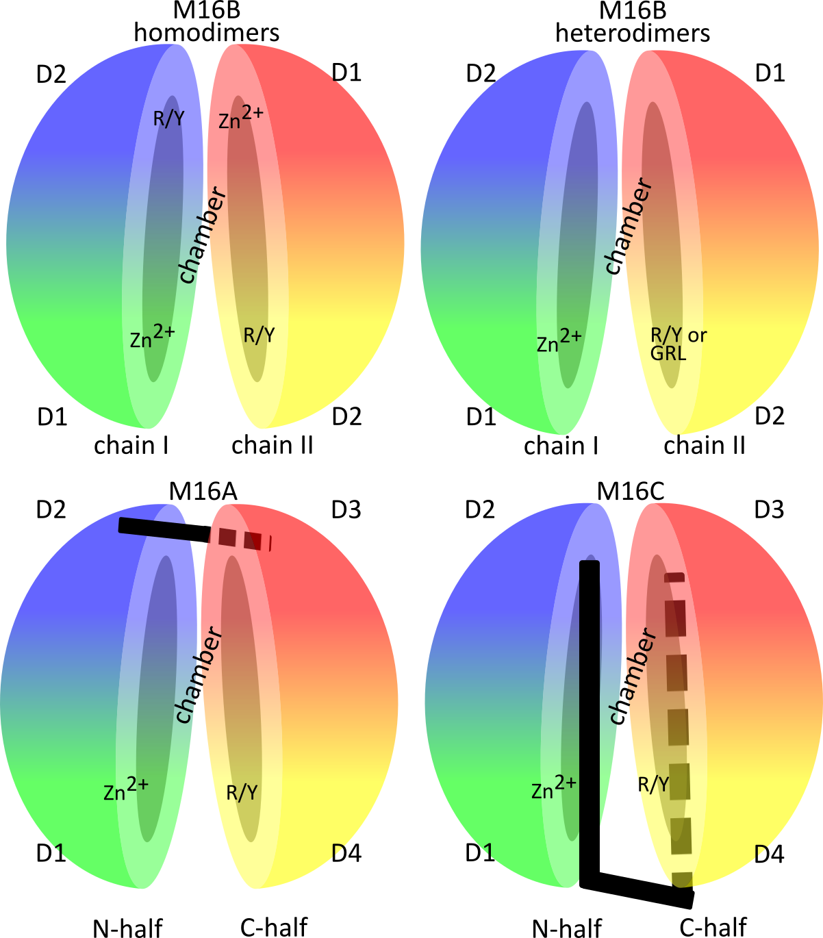 Biomolecules 15 01697 g001 Biomolecules 15 01697 g001