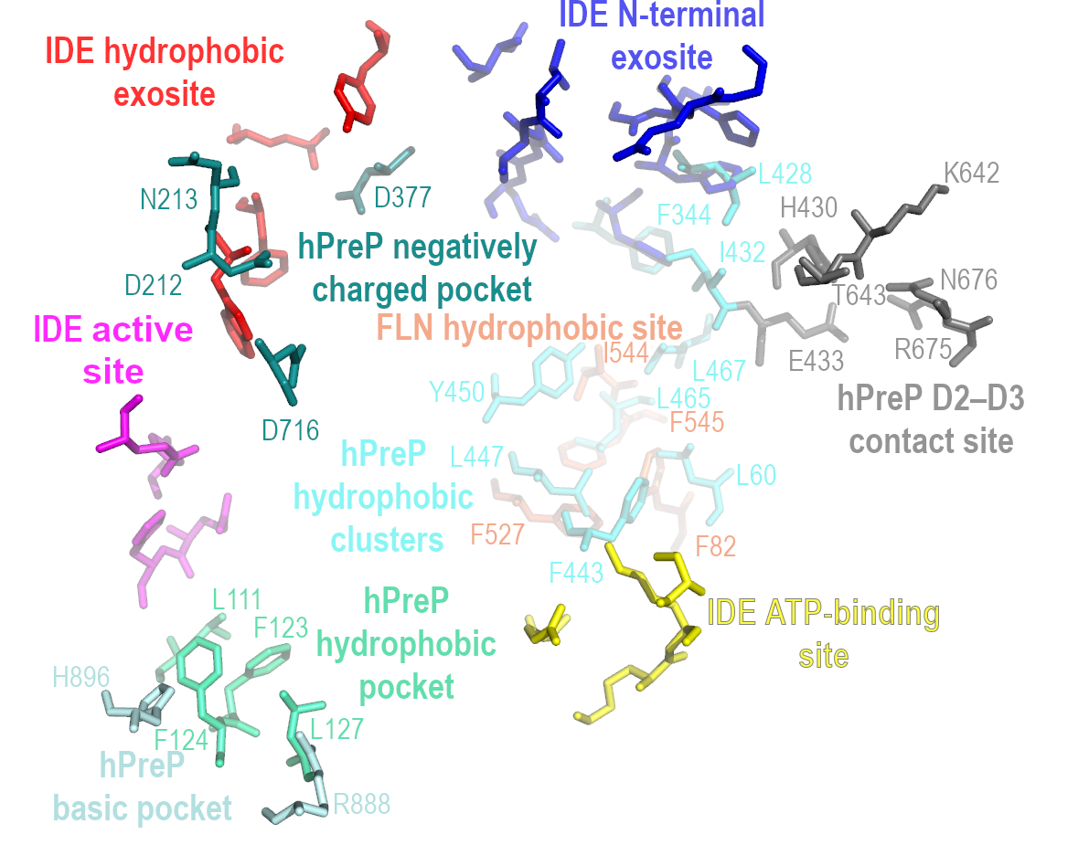 Biomolecules 15 01697 g007 Biomolecules 15 01697 g007