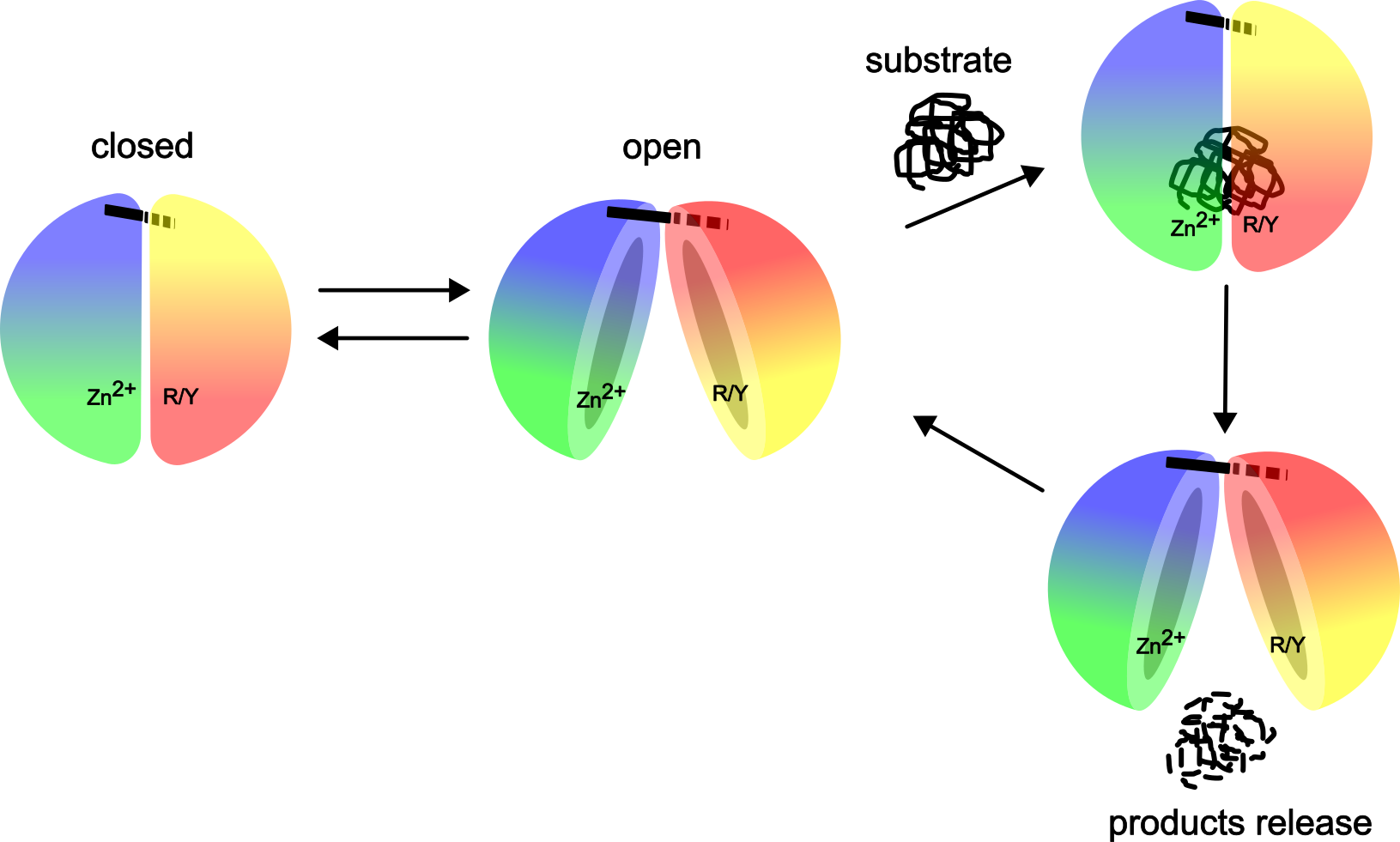 Biomolecules 15 01697 g008 Biomolecules 15 01697 g008