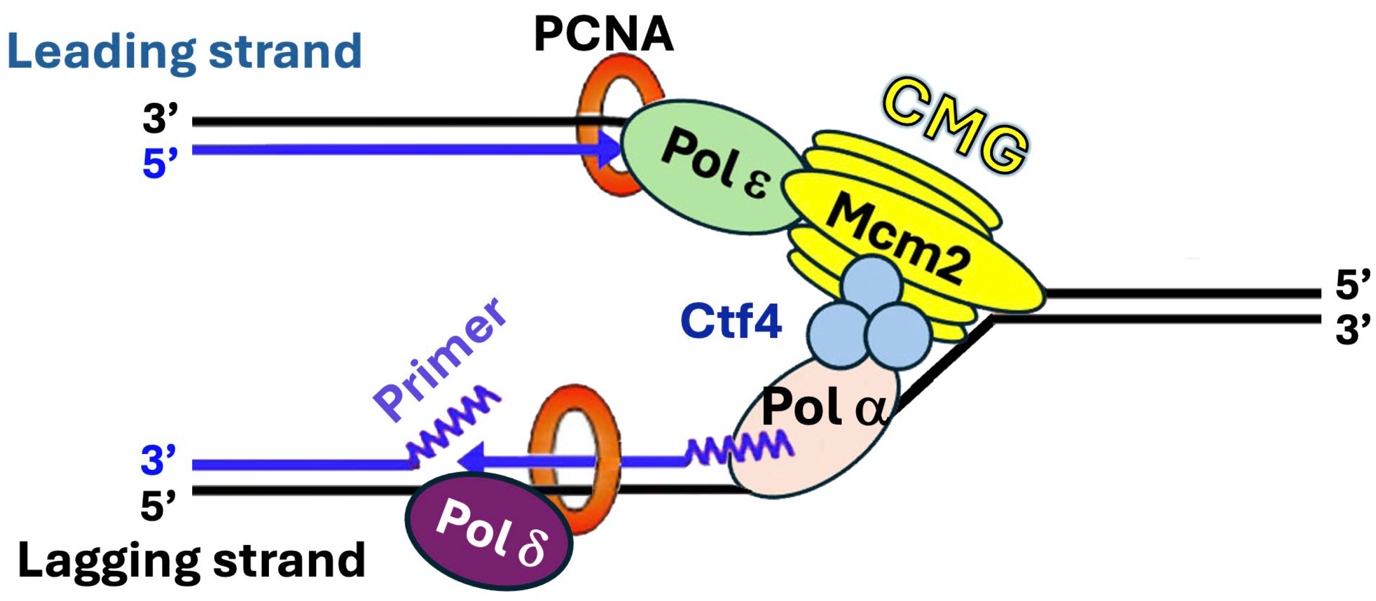 Biomolecules 16 00013 g001