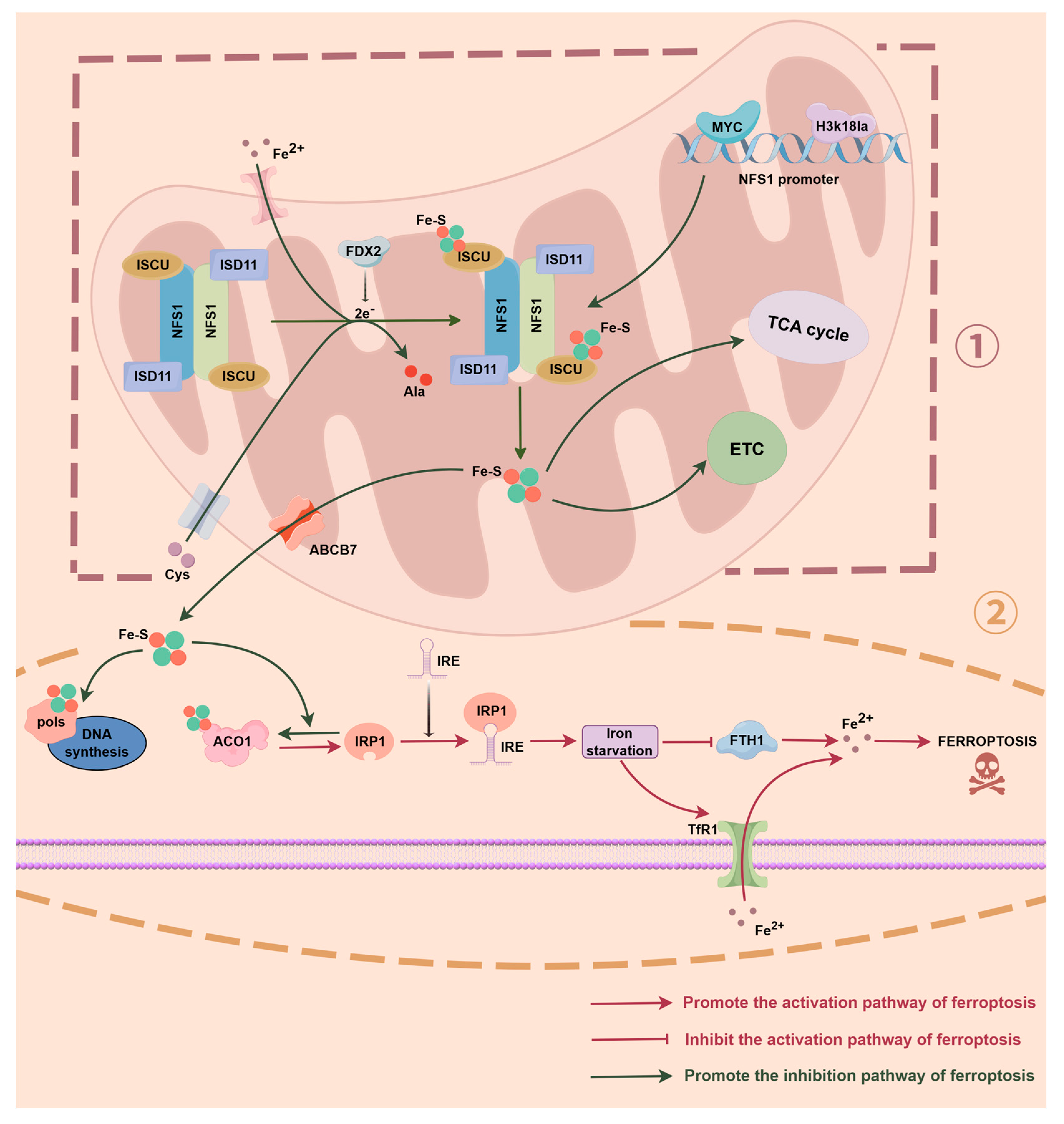 Nfps Comp1 NFS1 Plays a Critical Role in Regulating Ferroptosis Homeostasis | MDPI