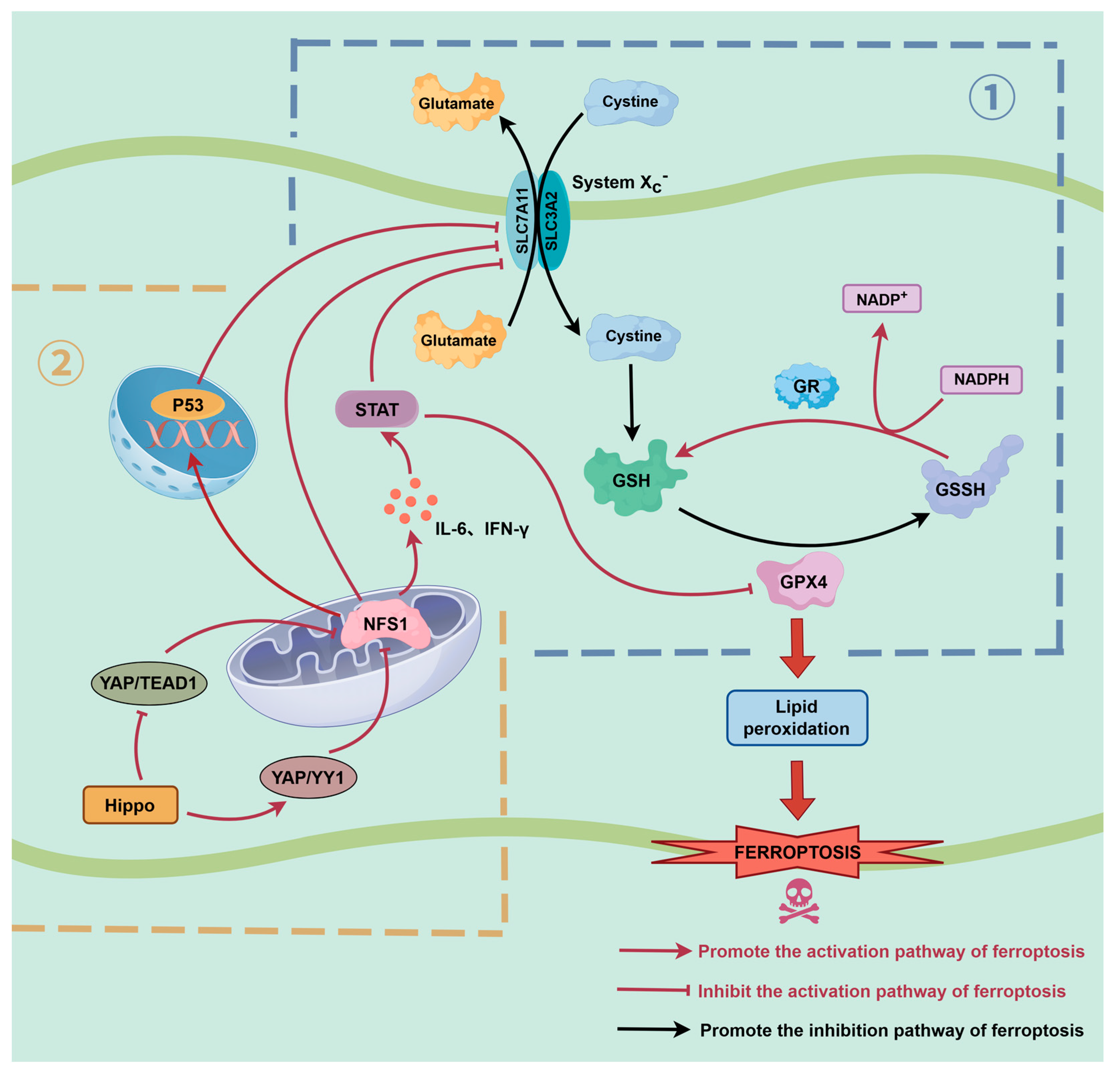 Biomolecules 16 00032 g003 Biomolecules 16 00032 g003