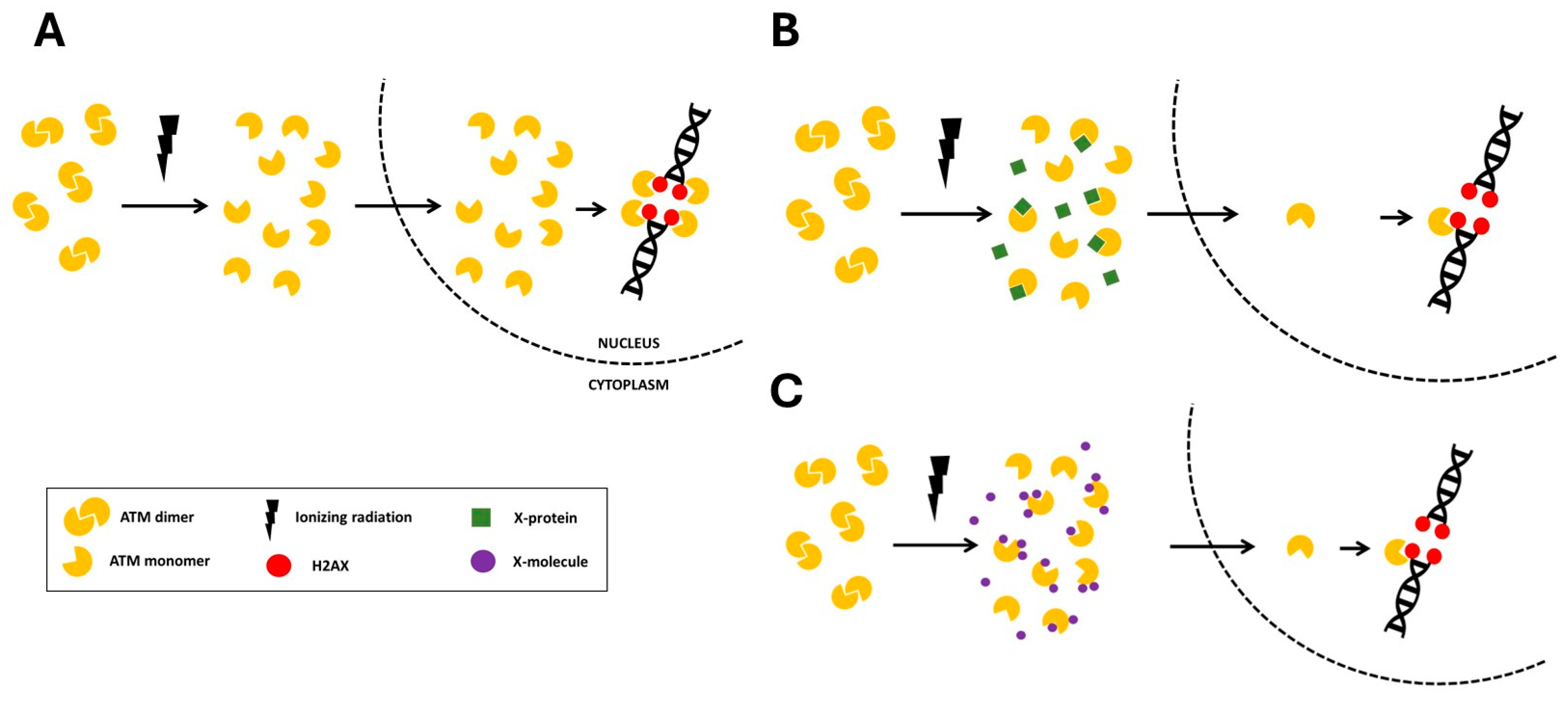 Biomolecules 16 00041 g001 Biomolecules 16 00041 g001