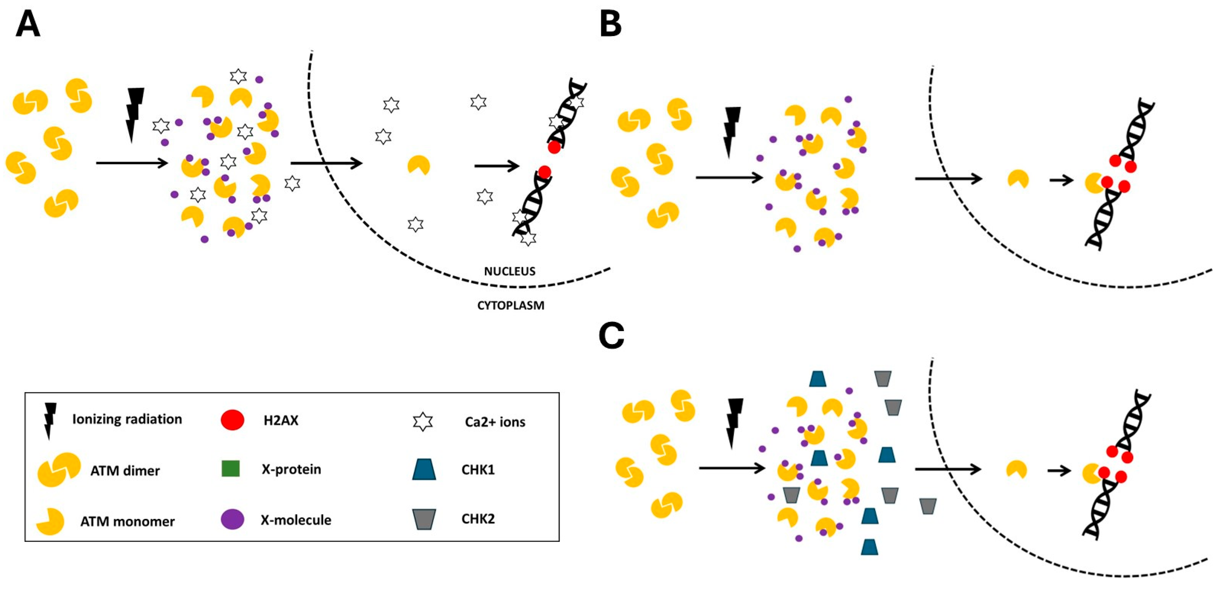 Biomolecules 16 00041 g007 Biomolecules 16 00041 g007