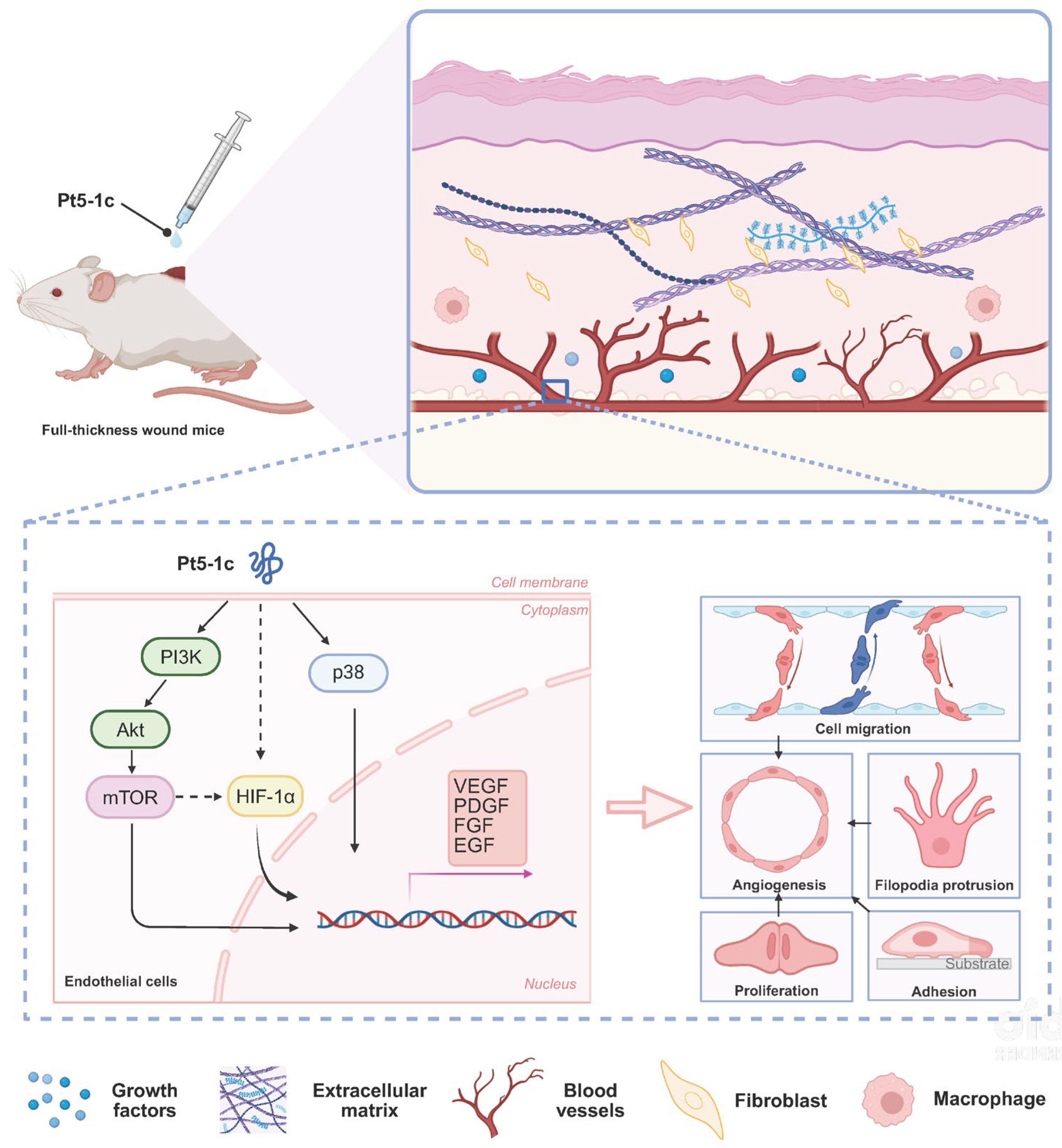 Biomolecules 16 00065 g006 Biomolecules 16 00065 g006