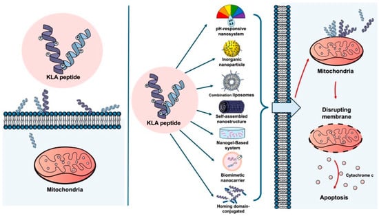 KLA peptide delivery with and without nano-engineered carriers. (Left) Free KLA peptide shows poor cellular uptake and limited mitochondrial targeting in cancer cells, resulting in minimal apoptotic activity. (Right) Nano-engineered carriers enhance cellular uptake of the KLA peptide in cancer cells, promote mitochondrial localization, and induce mitochondrial disruption and apoptosis. Created using Microsoft PowerPoint (Office 365).