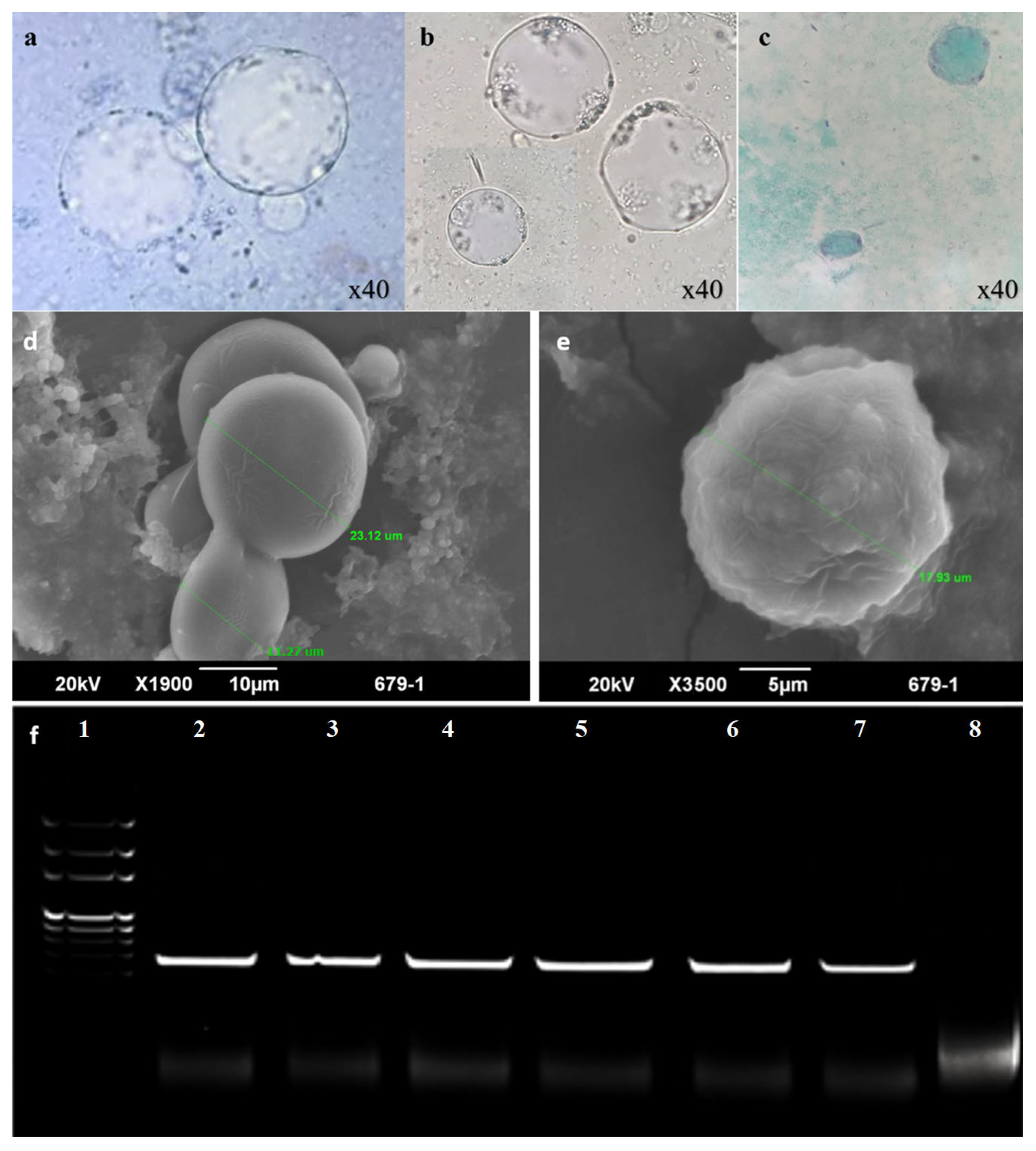 Biomolecules 16 00082 g001 Biomolecules 16 00082 g001