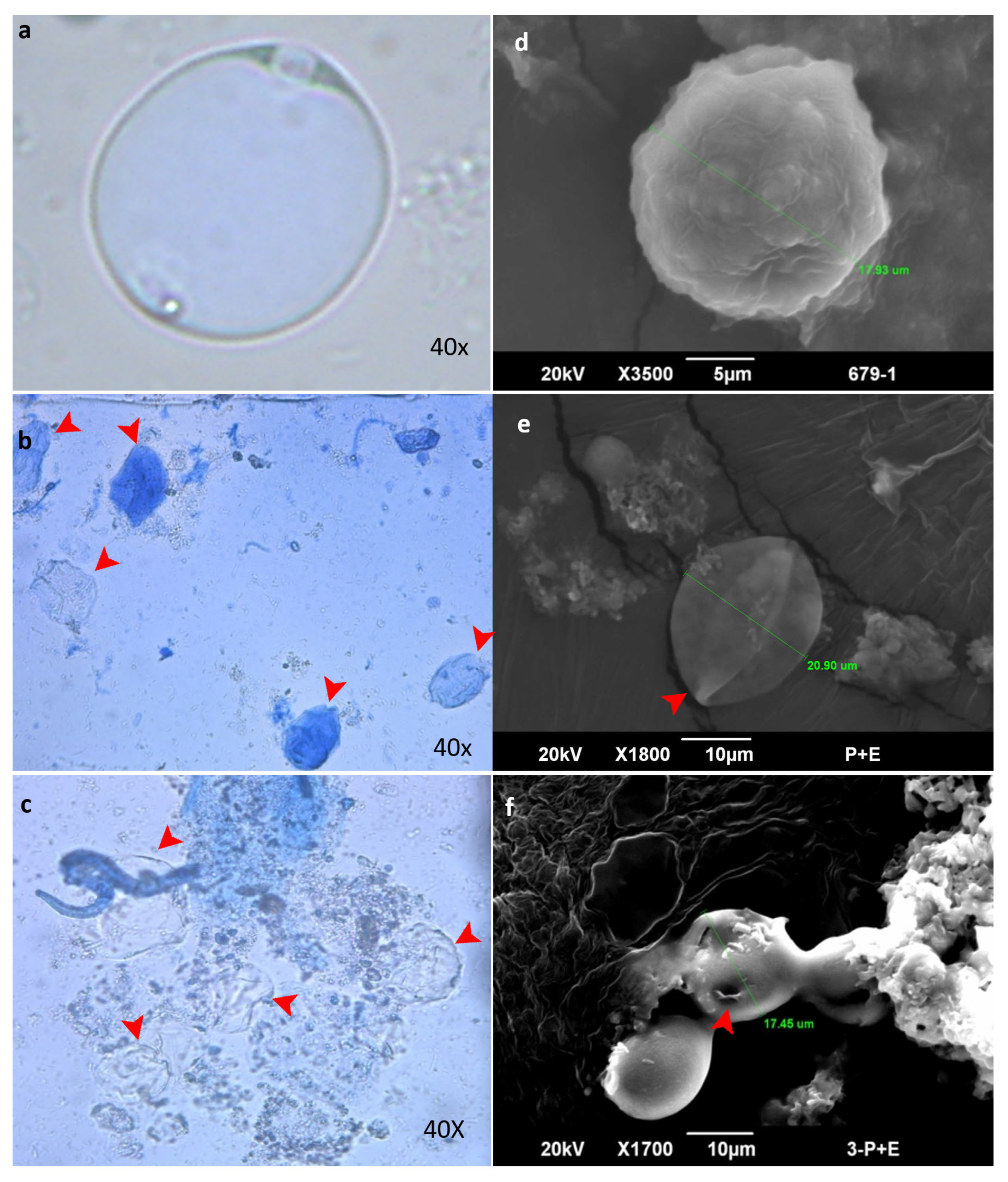 Biomolecules 16 00082 g008 Biomolecules 16 00082 g008