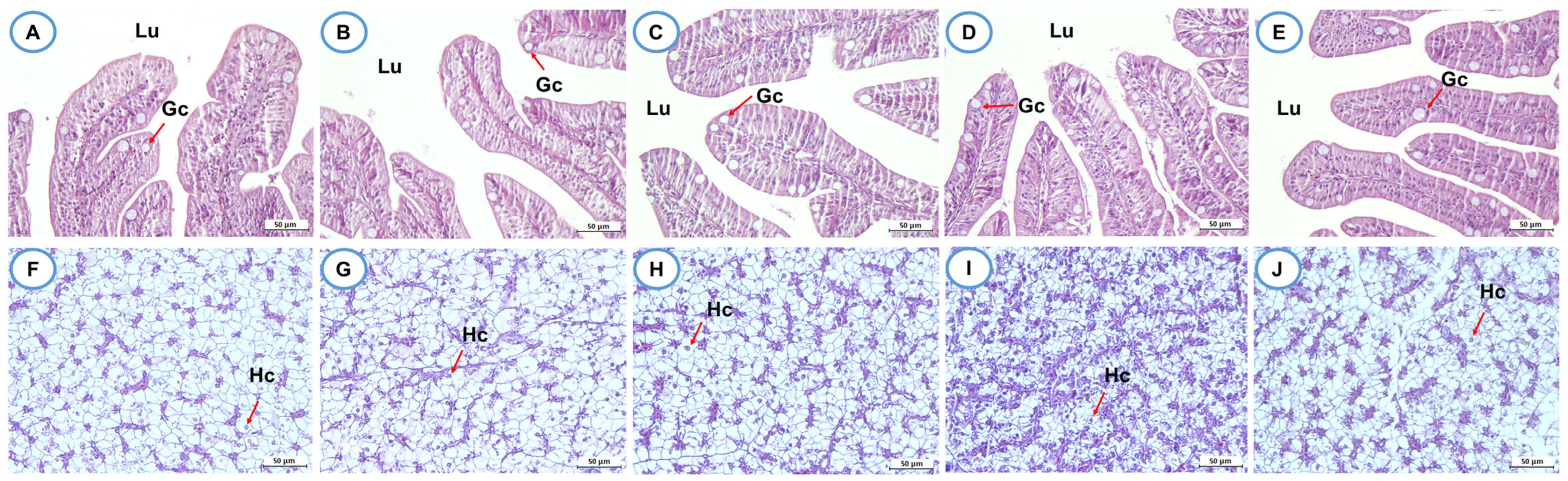 Biomolecules 16 00088 g010 Biomolecules 16 00088 g010