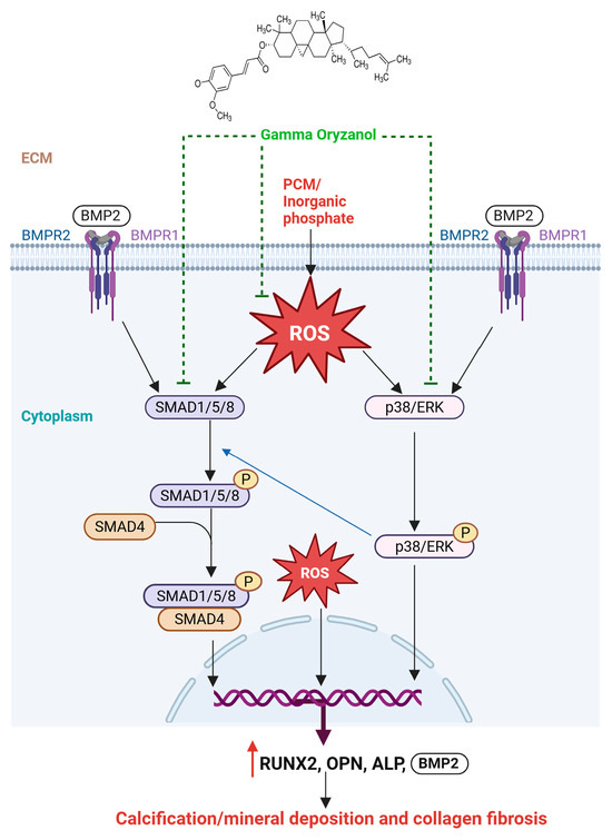 Biomolecules 16 00107 g006