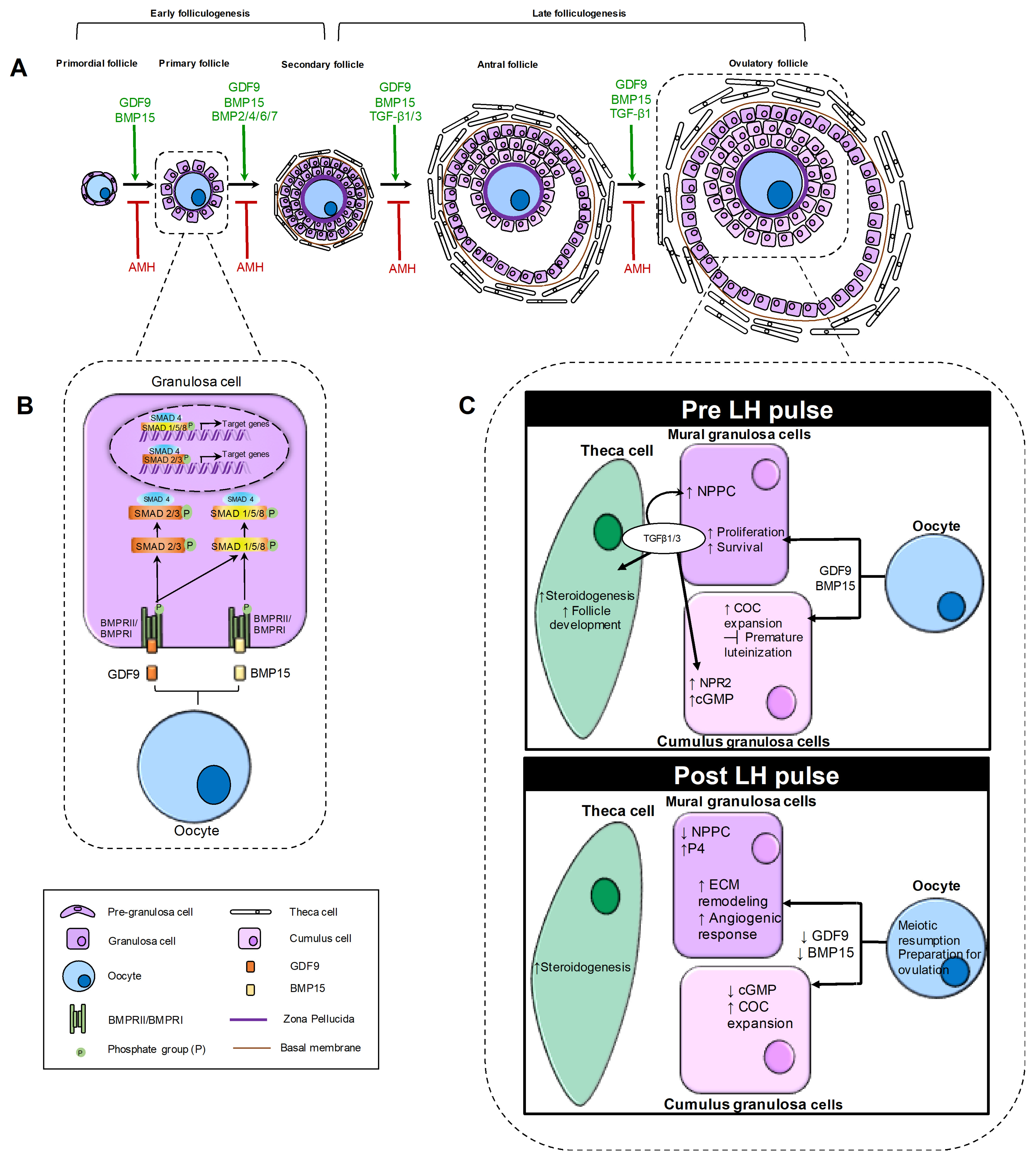 Biomolecules 16 00130 g002