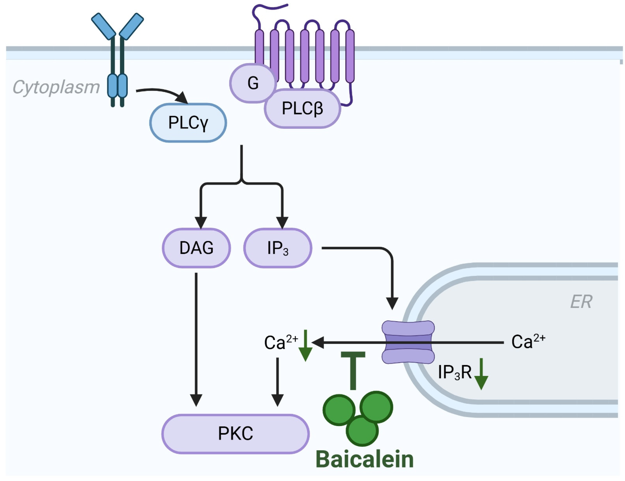 Biomolecules 16 00151 g004 Biomolecules 16 00151 g004