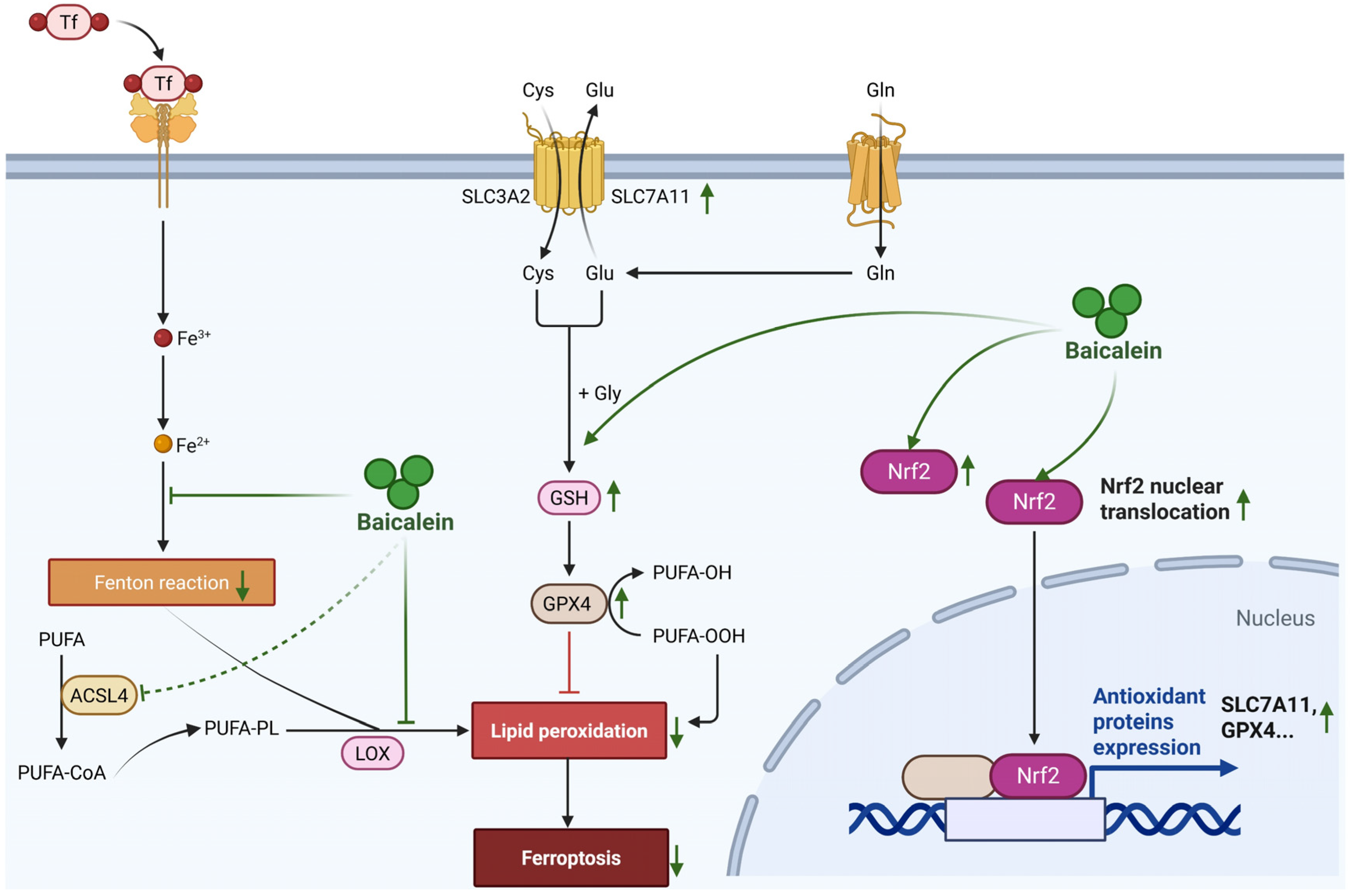 Biomolecules 16 00151 g006 Biomolecules 16 00151 g006