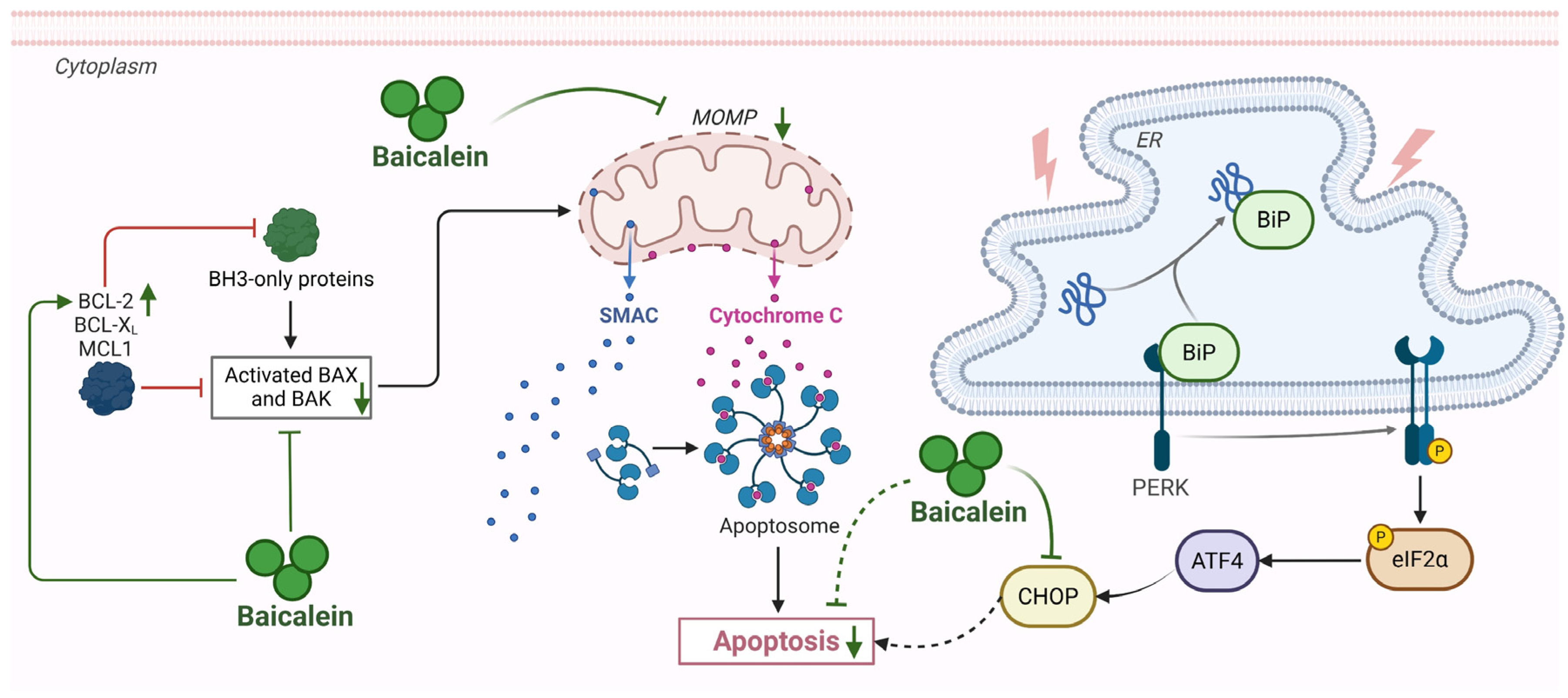 Biomolecules 16 00151 g007 Biomolecules 16 00151 g007