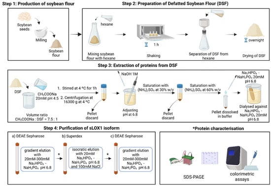 Schematic representation of the extraction and purification steps followed for the preparation of sLOX1, created in BioRender. Chrysina, E. (https://BioRender.com/qzm2gj8 (accessed on 29 December 2025)) is licensed under CC BY 4.0. Protein characterisation was performed after each purification stage as indicated with a (*) in Step 4.