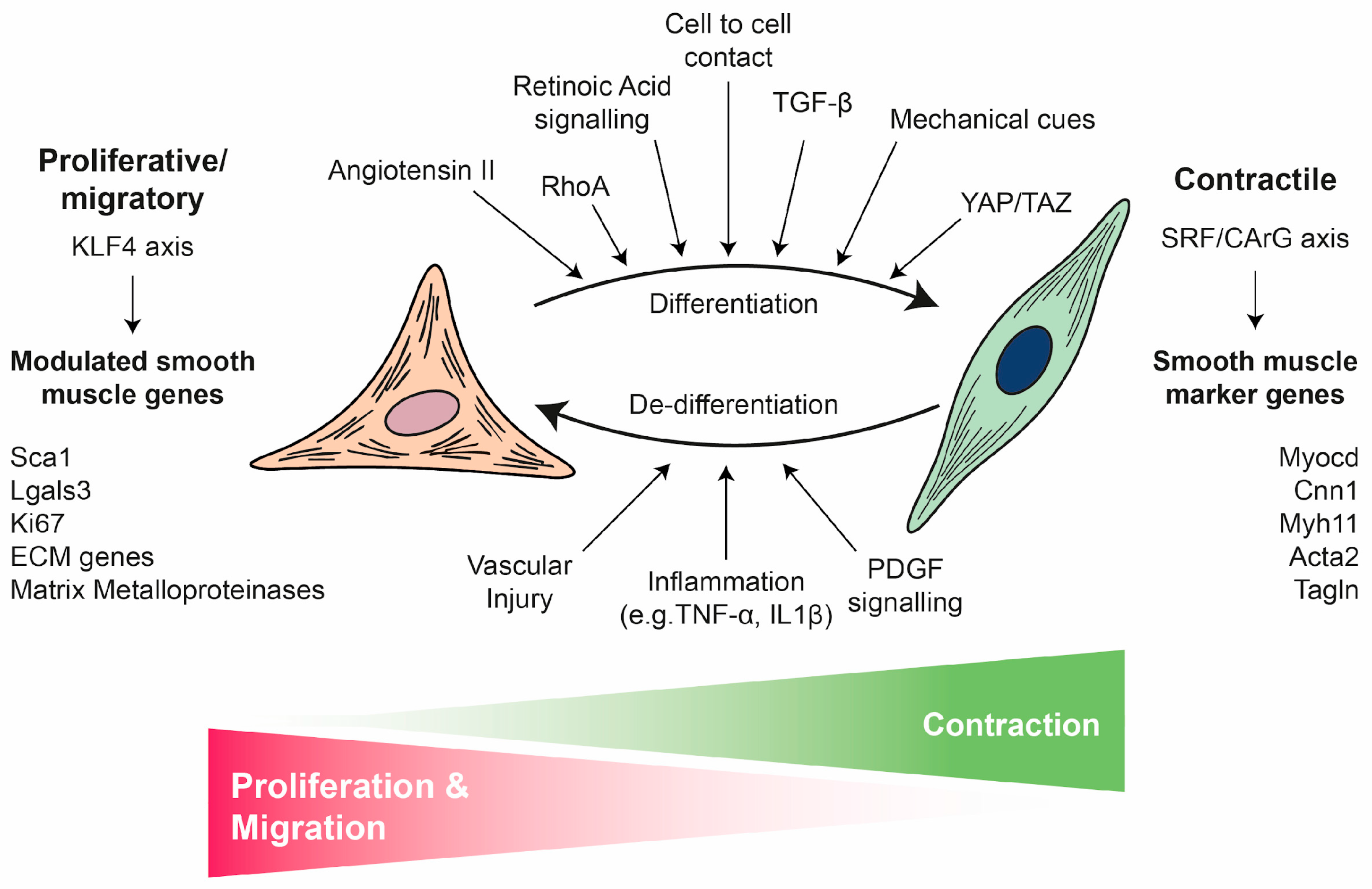 Biomolecules 16 00173 g002