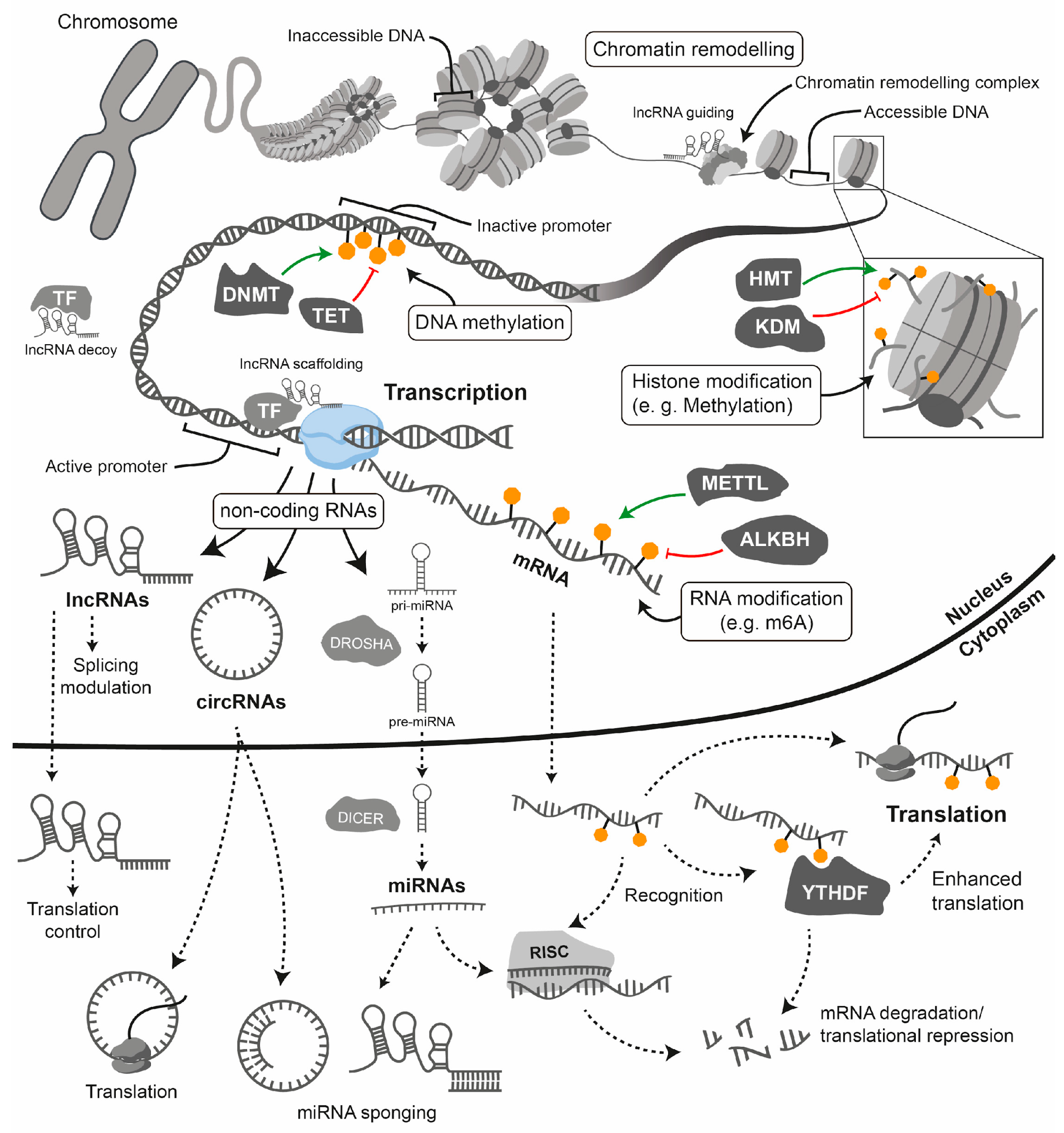 Biomolecules 16 00173 g004