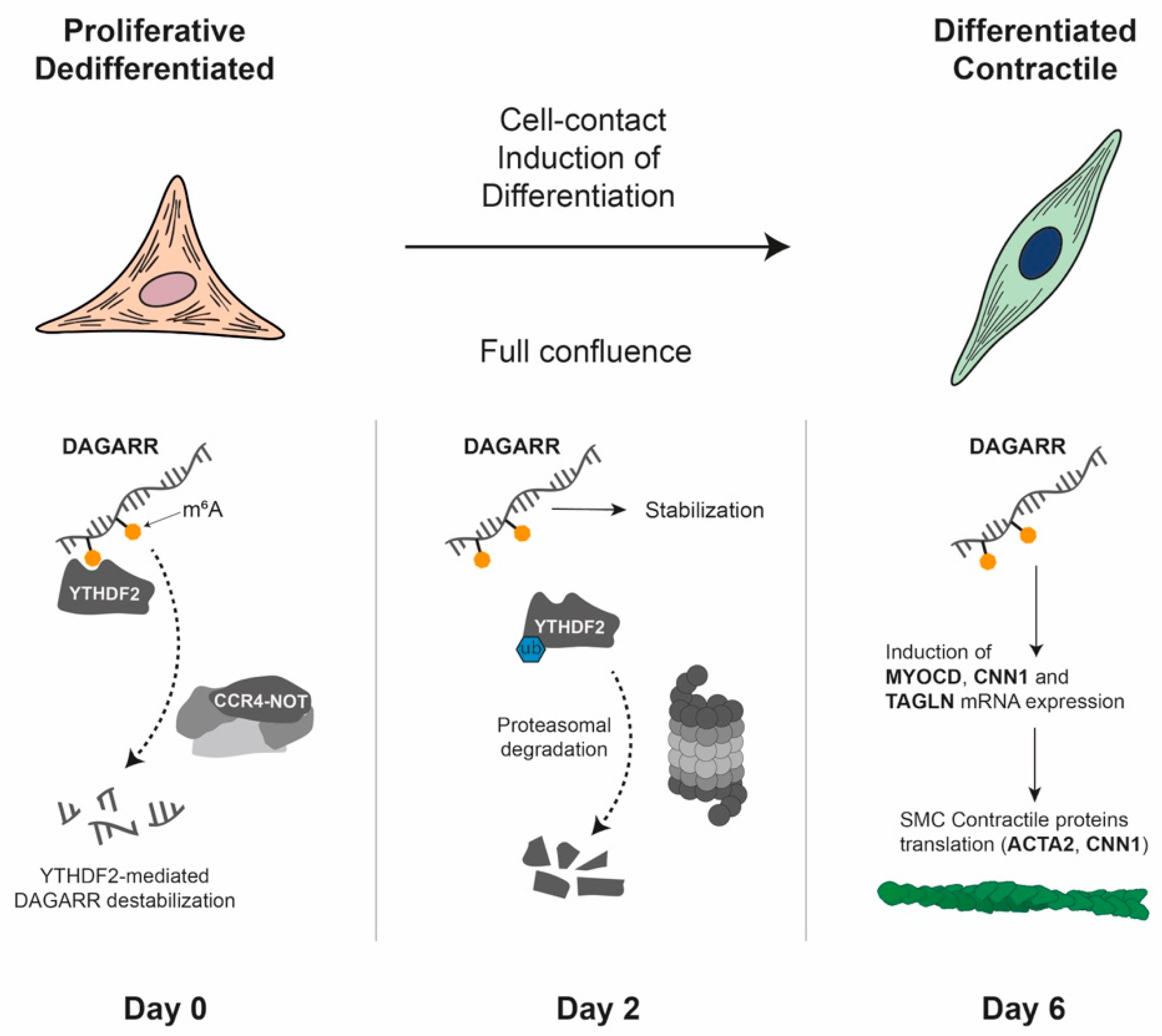 Biomolecules 16 00173 g006