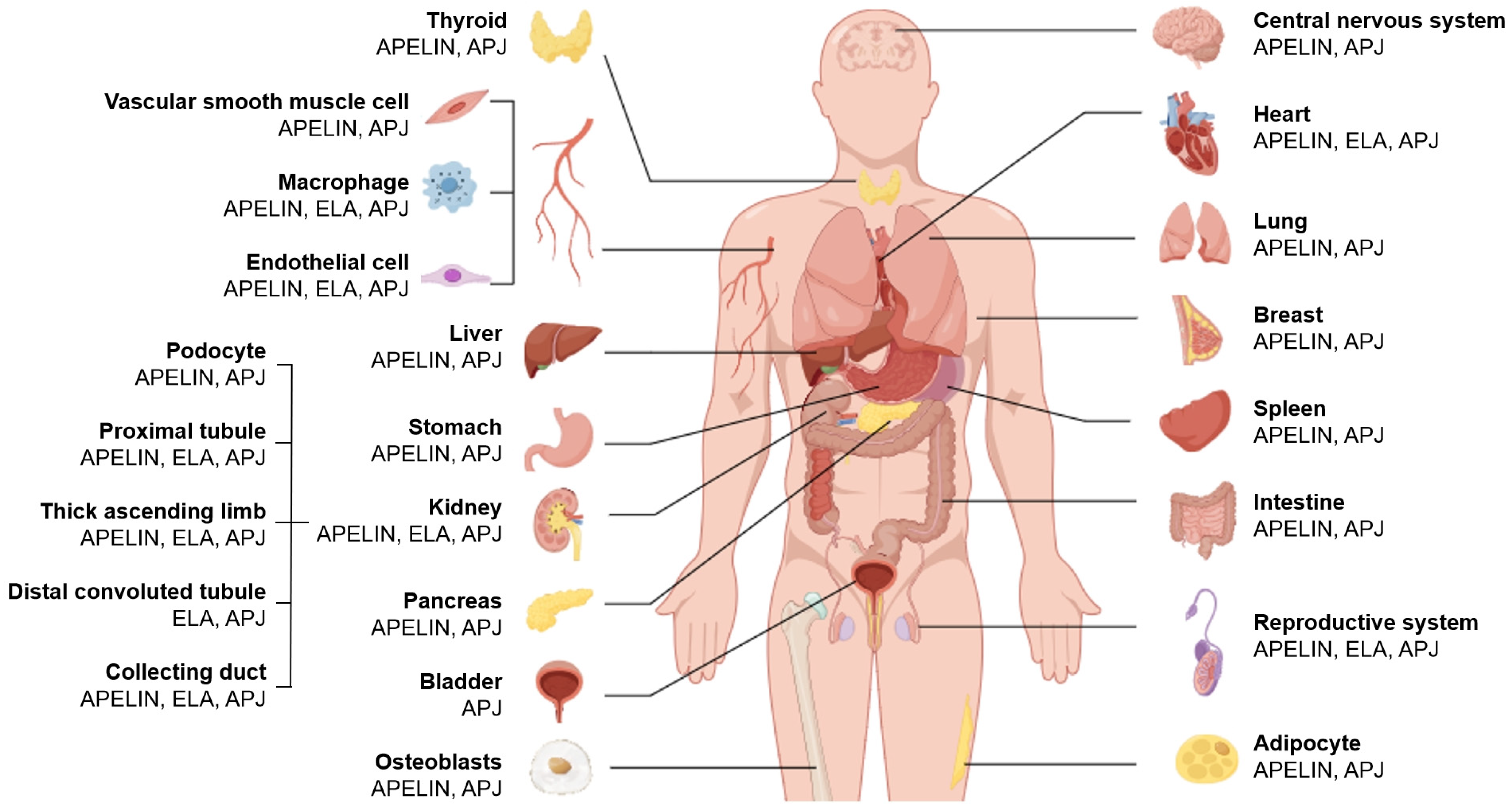 Biomolecules 16 00184 g001 Biomolecules 16 00184 g001