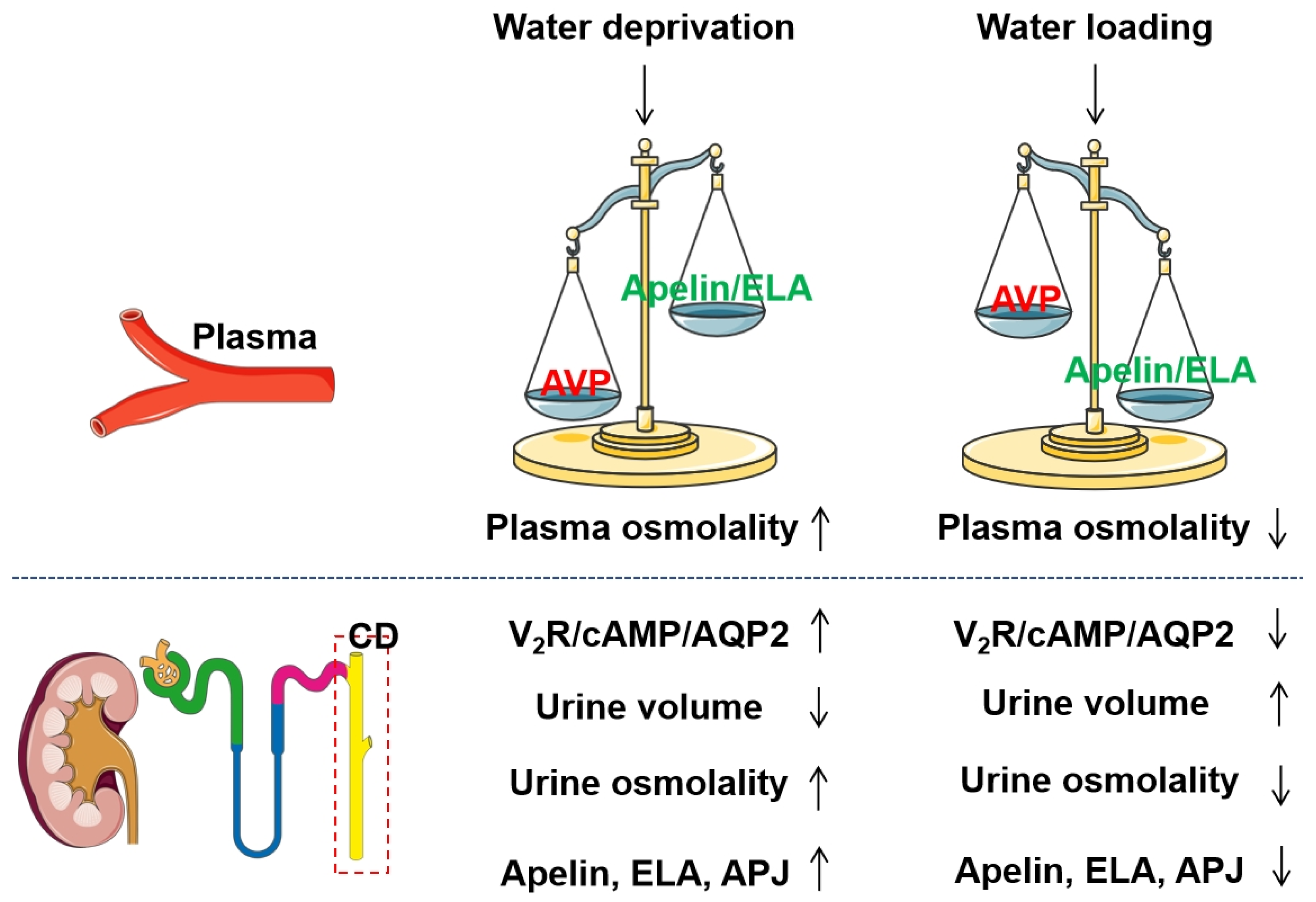 Biomolecules 16 00184 g002 Biomolecules 16 00184 g002