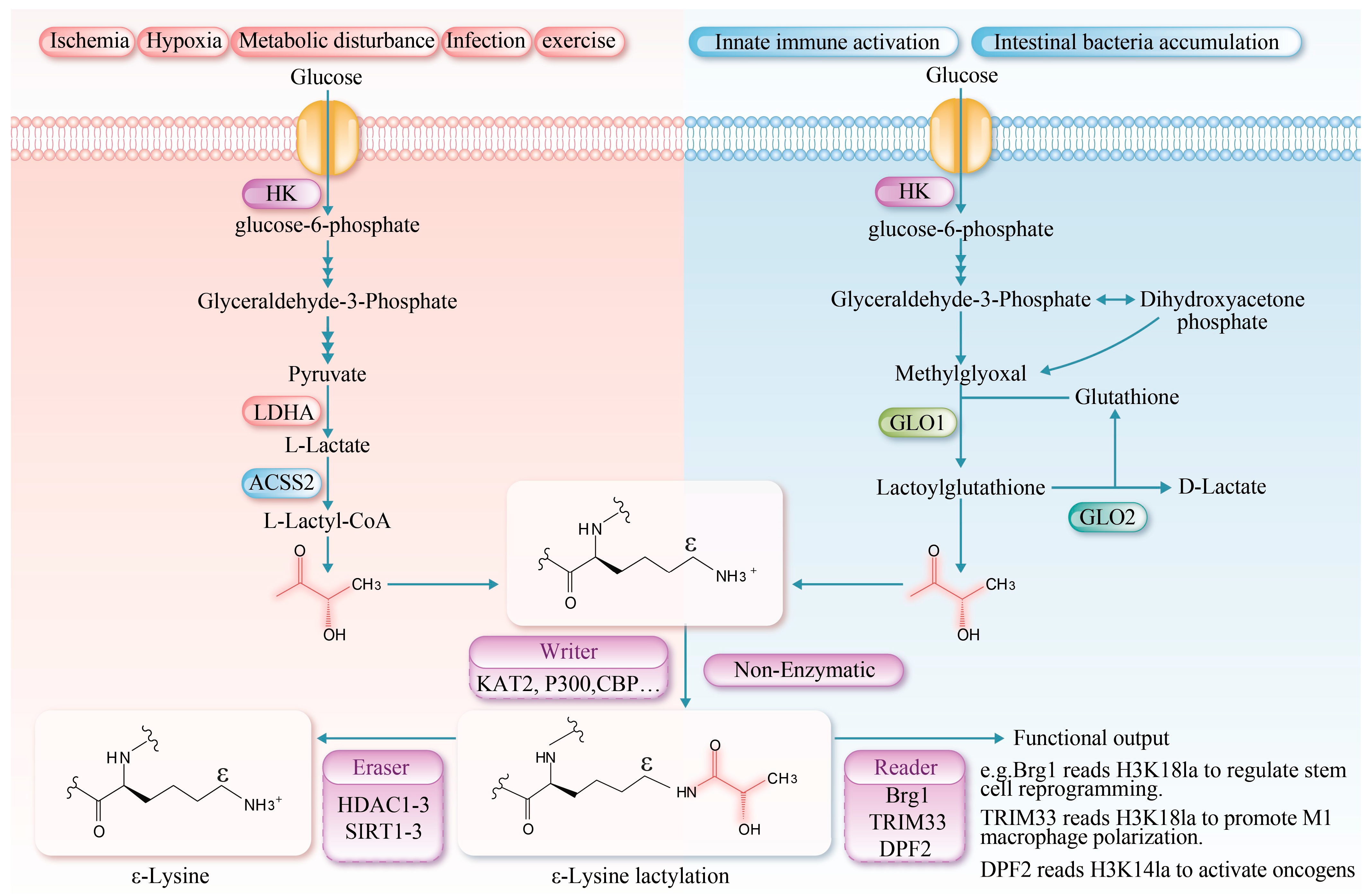 Biomolecules 16 00212 g001