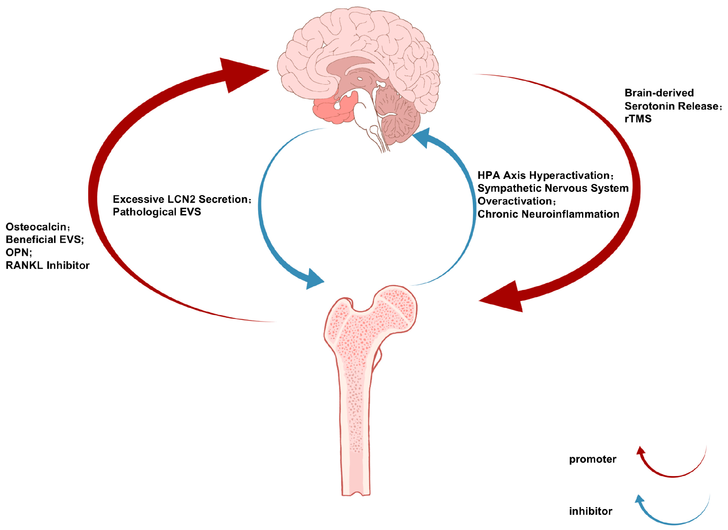 Biomolecules 16 00213 g001 Biomolecules 16 00213 g001