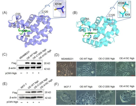 Biomolecules 16 00215 g001