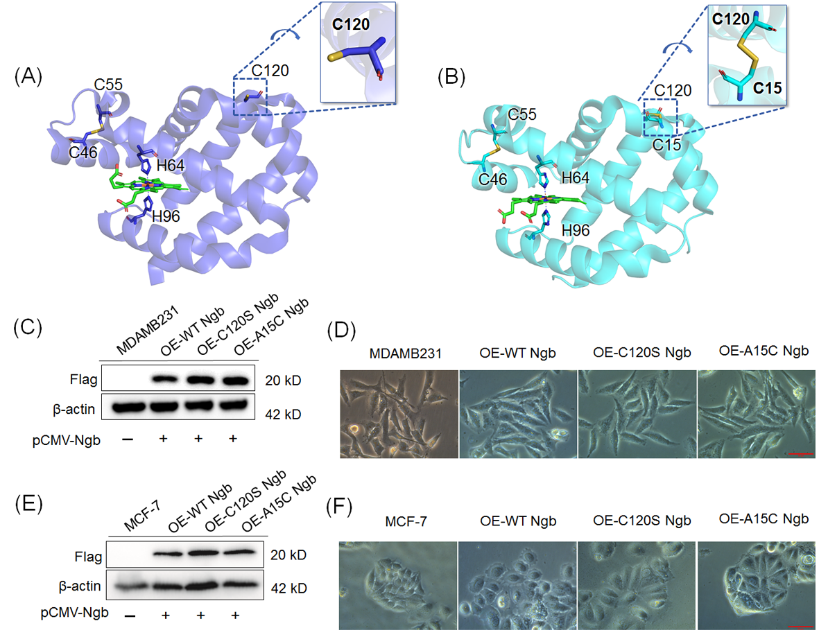 Biomolecules 16 00215 g001