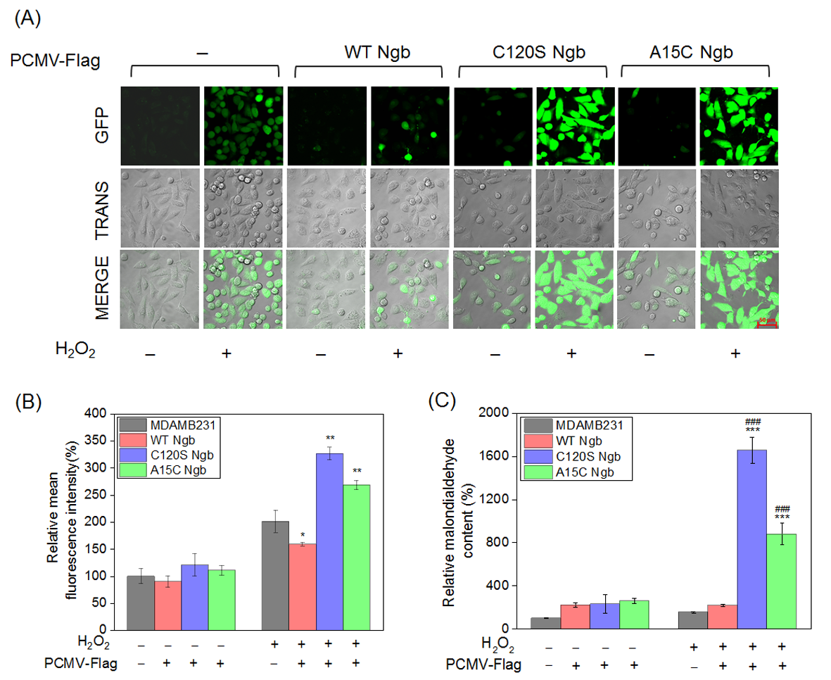 Biomolecules 16 00215 g003