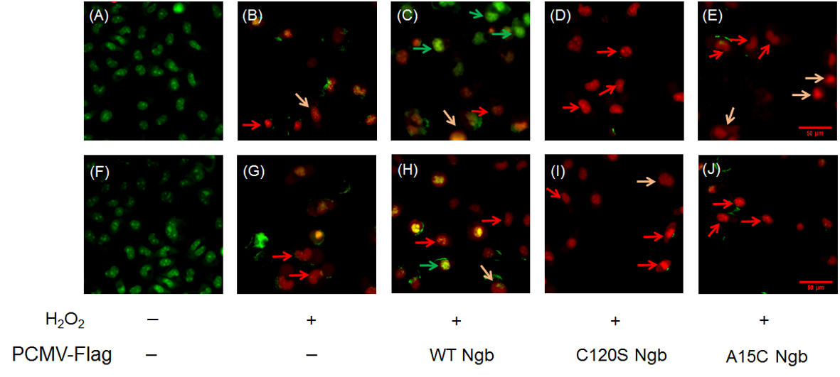 Biomolecules 16 00215 g005