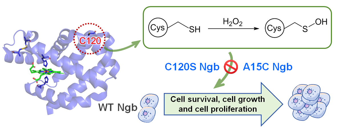 Biomolecules 16 00215 g007