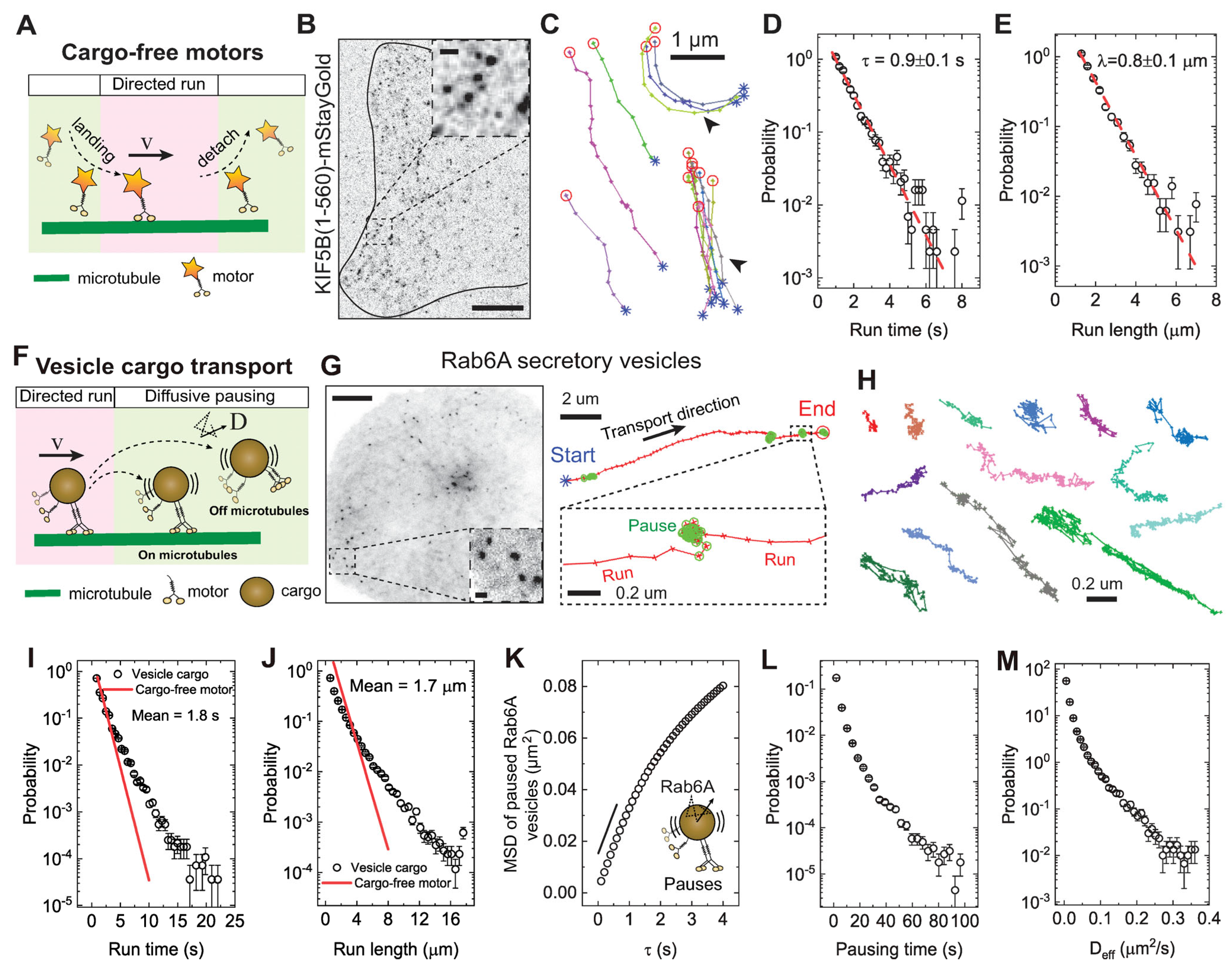 Biomolecules 16 00221 g001 Biomolecules 16 00221 g001