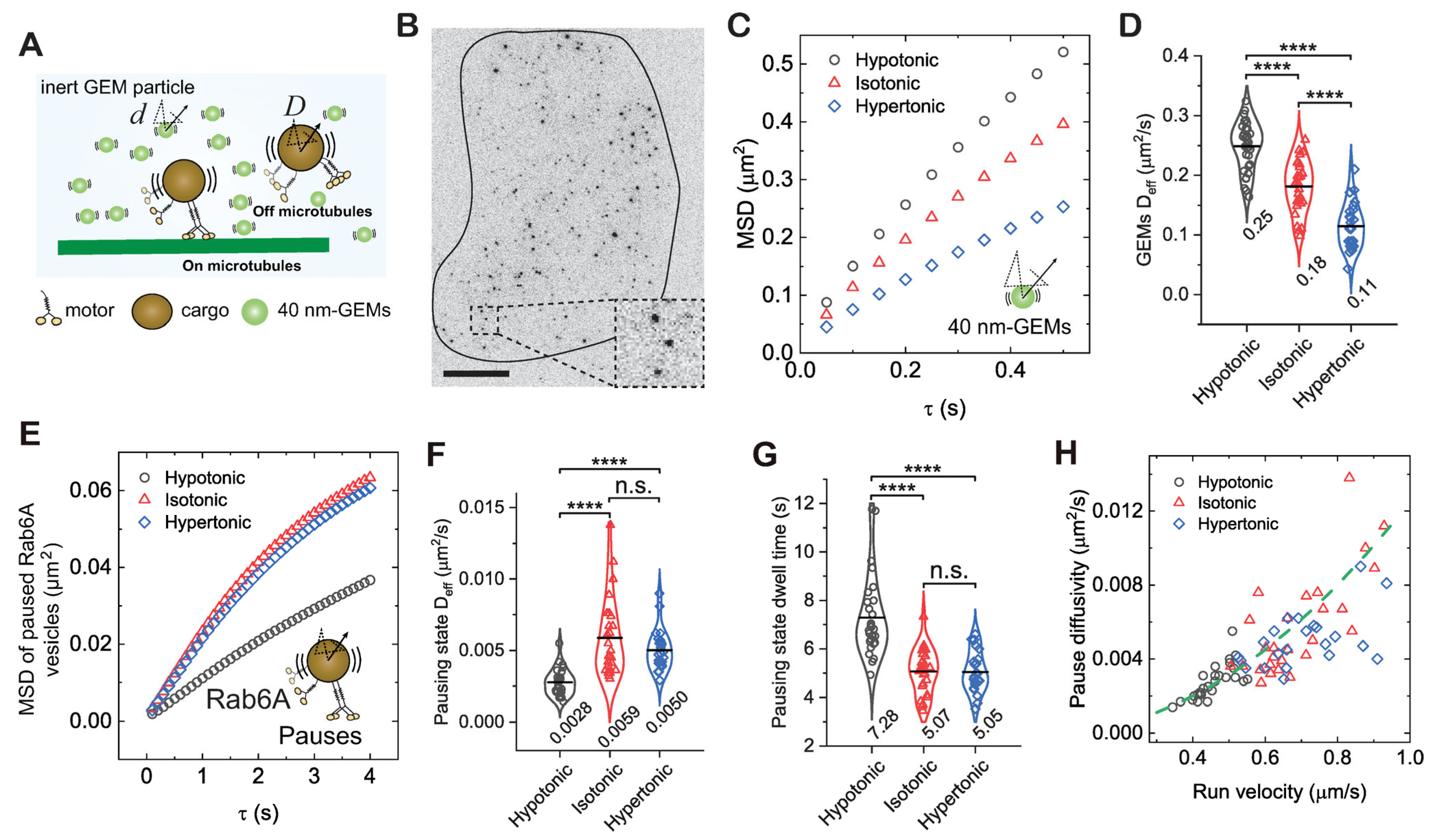 Biomolecules 16 00221 g002 Biomolecules 16 00221 g002