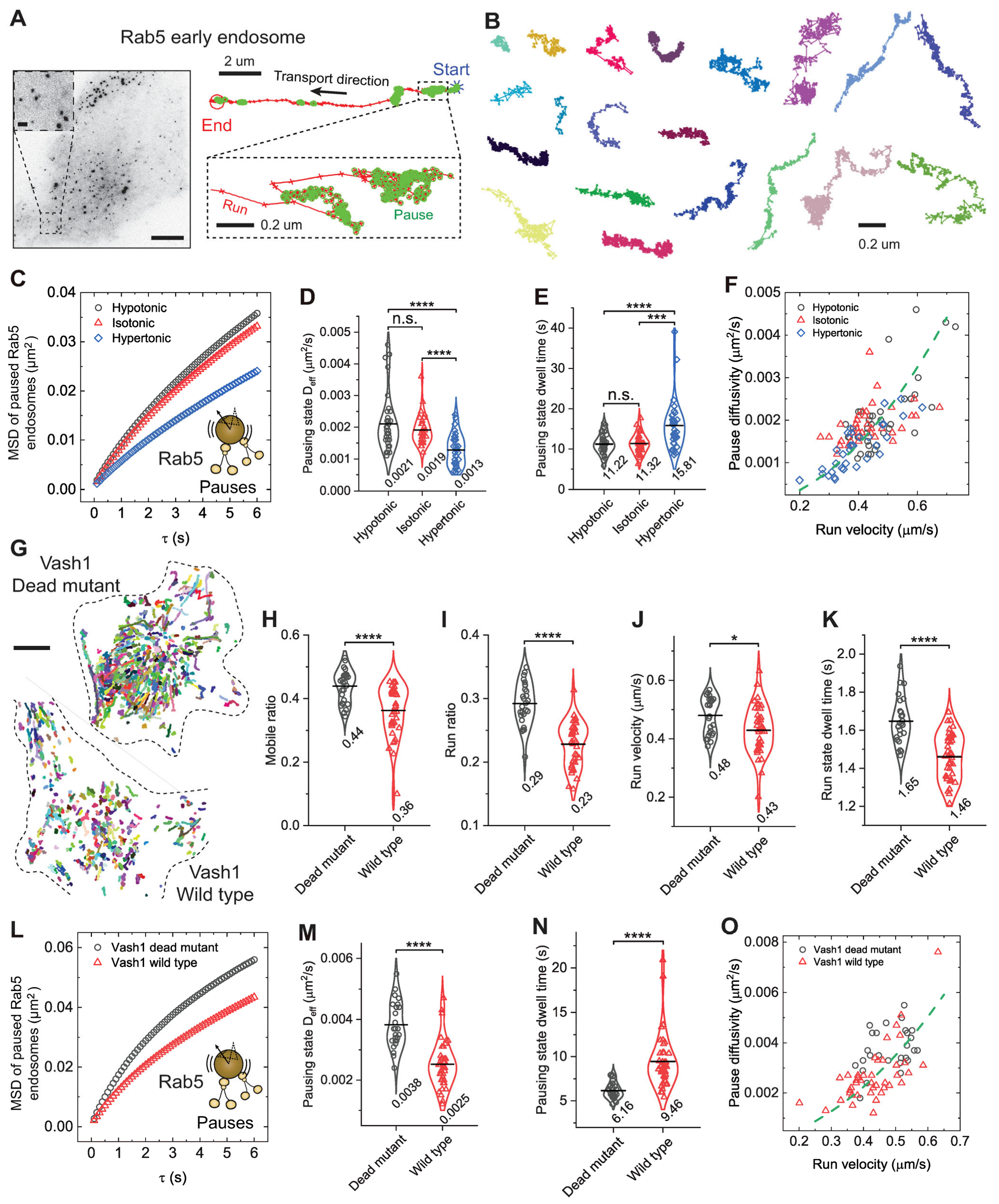 Biomolecules 16 00221 g005 Biomolecules 16 00221 g005