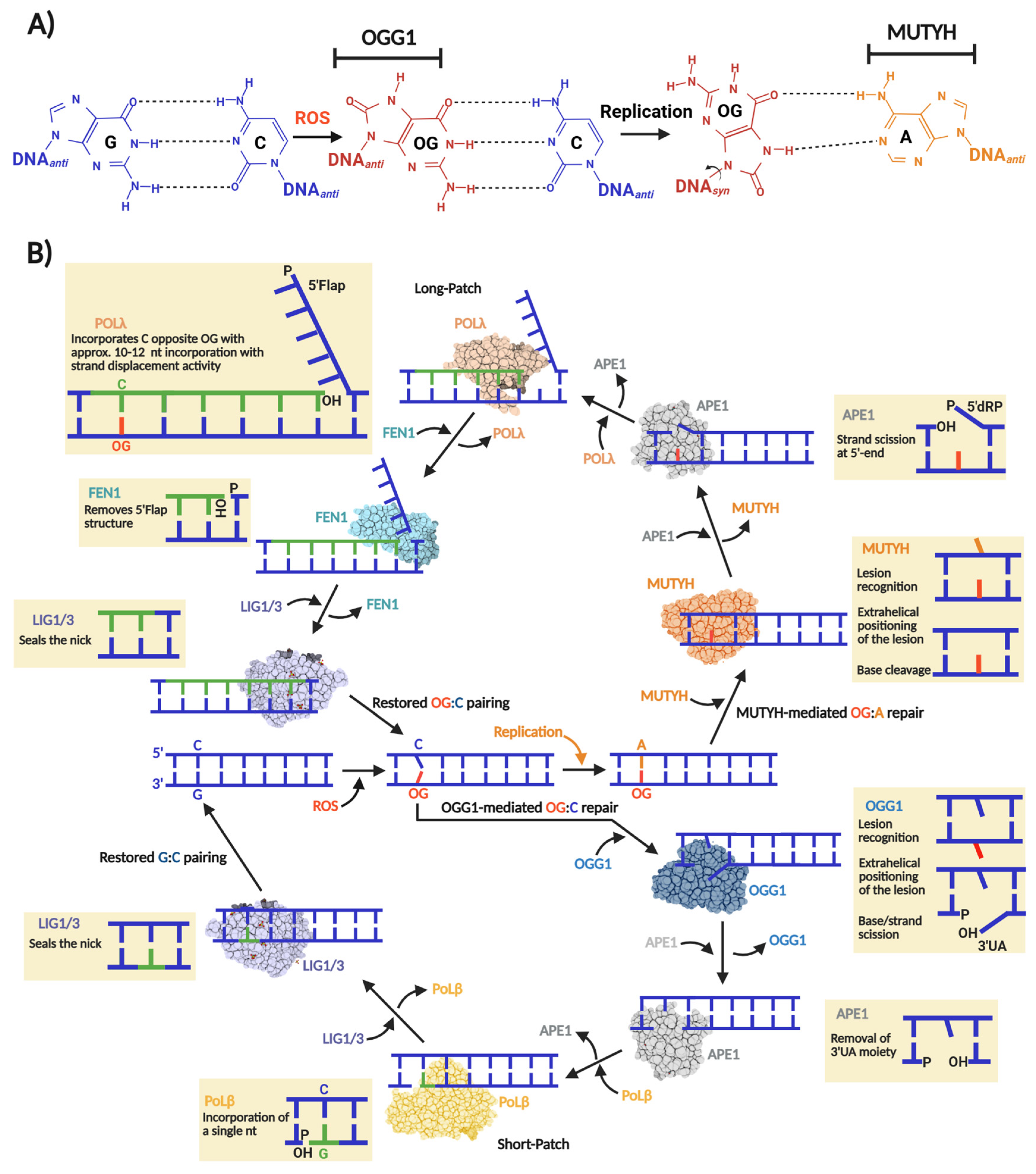 Biomolecules 16 00257 g001
